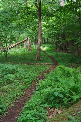 Hike Smith's Knob Hike via the Loyalsock Trail