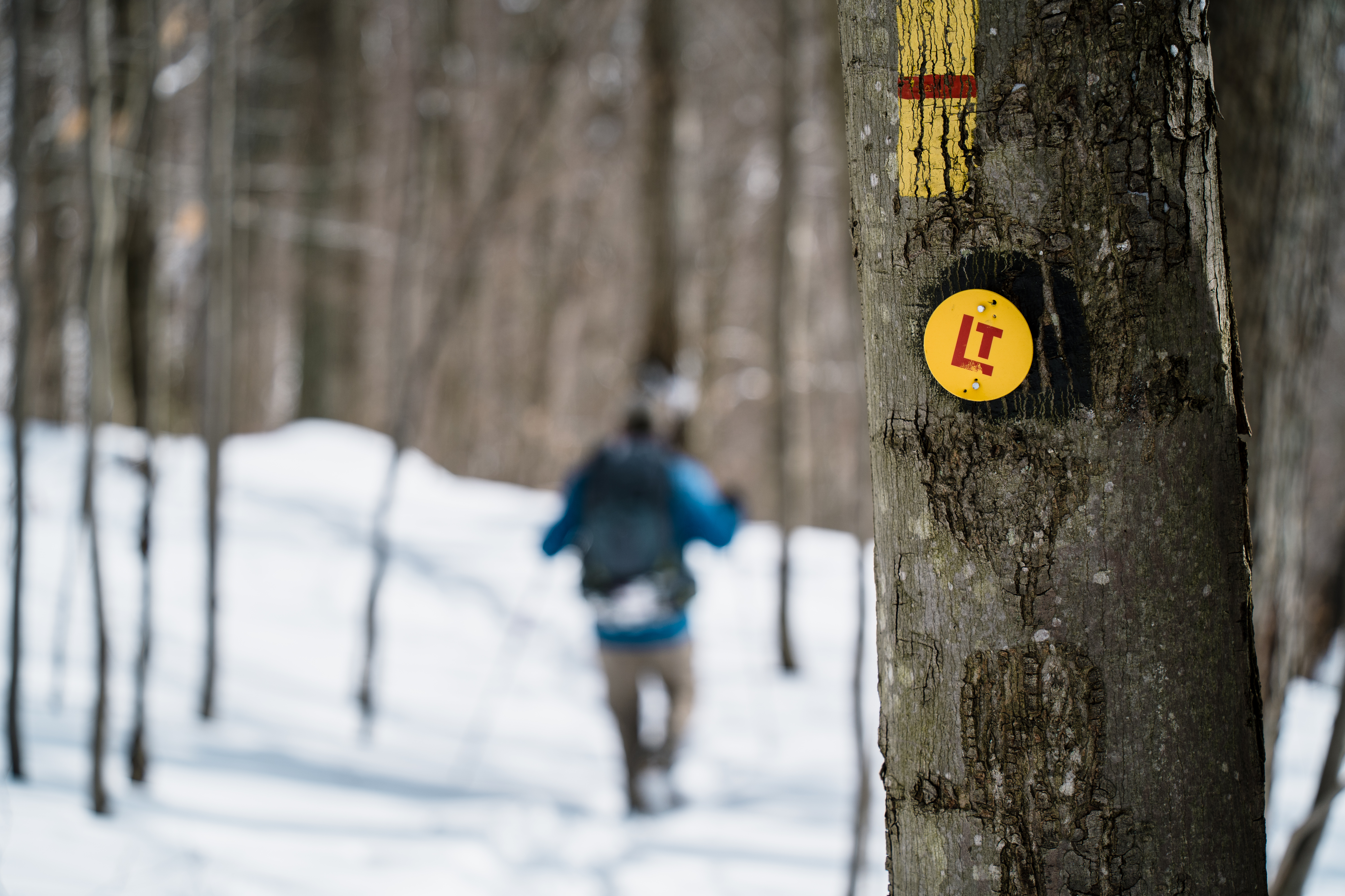 Loyalsock Trail