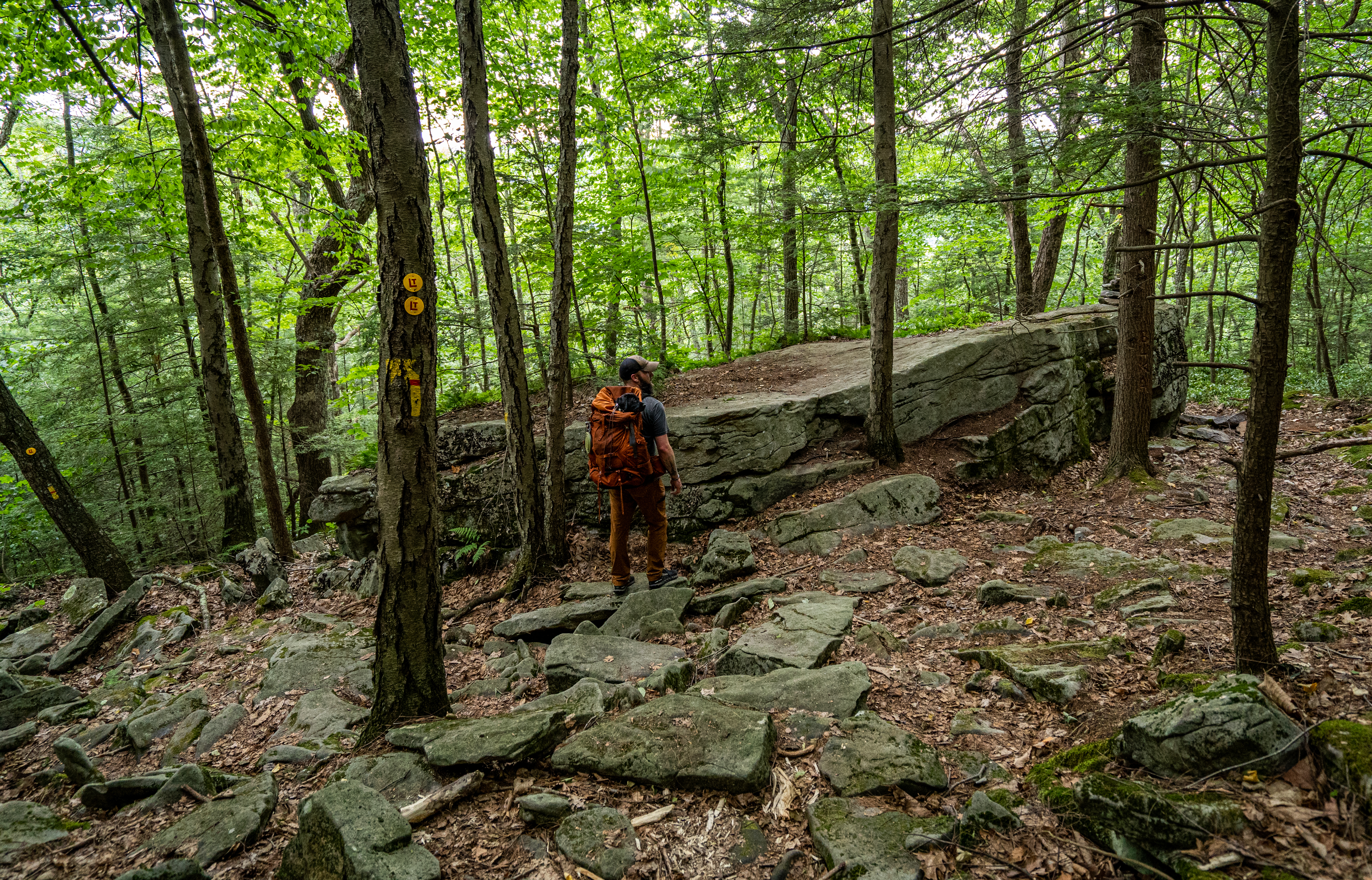 Loyalsock Trail