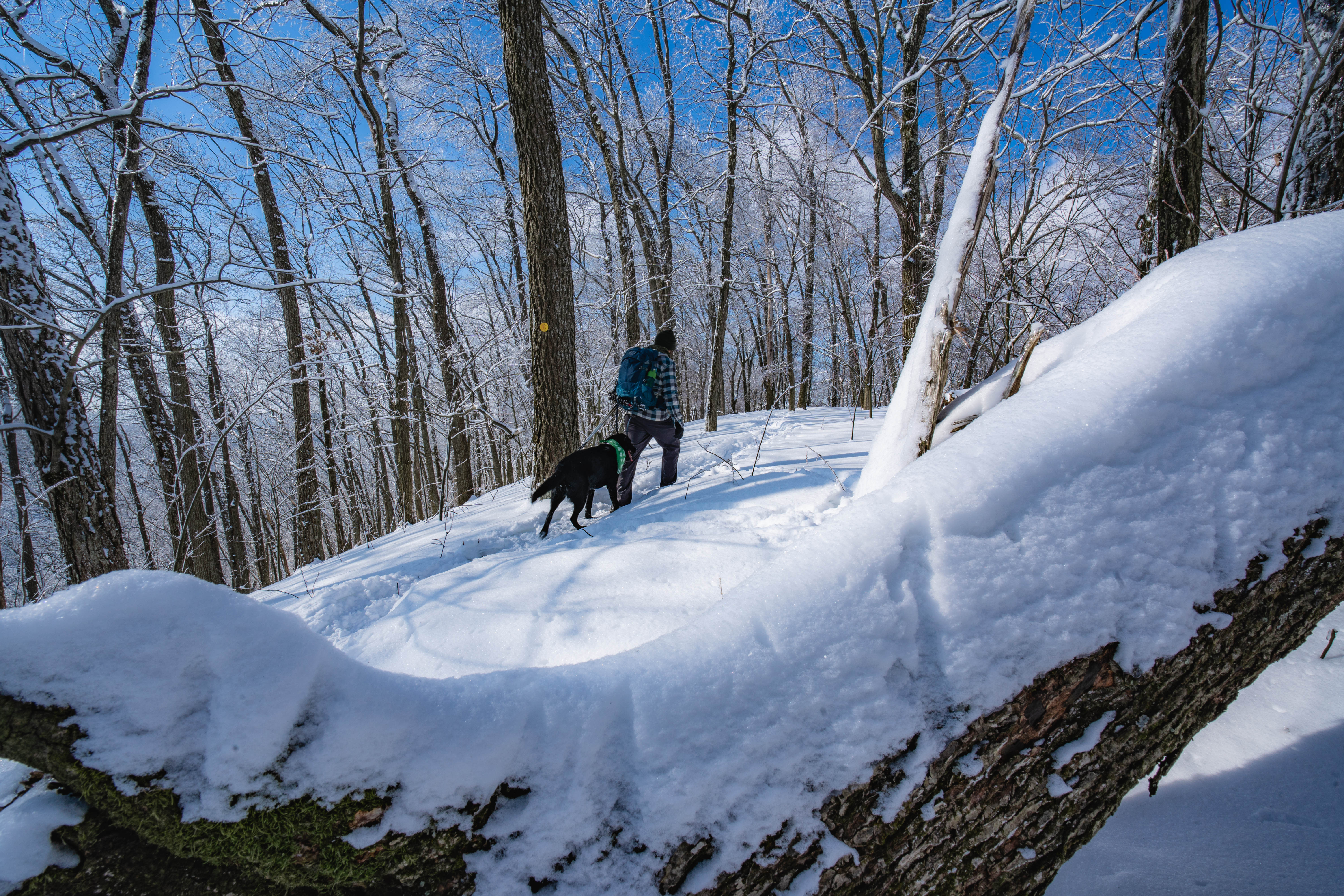 Loyalsock Trail