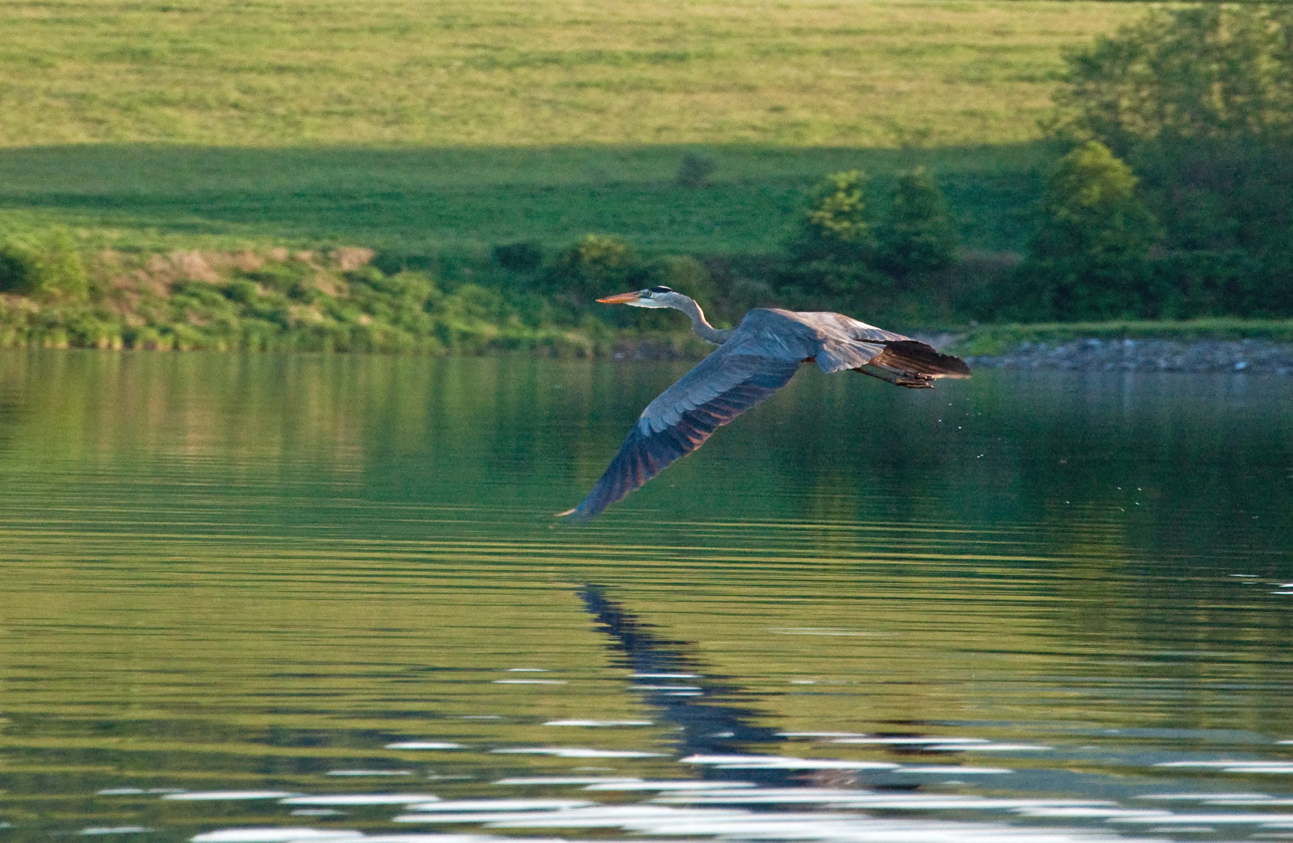 Fish at Rose Valley Lake