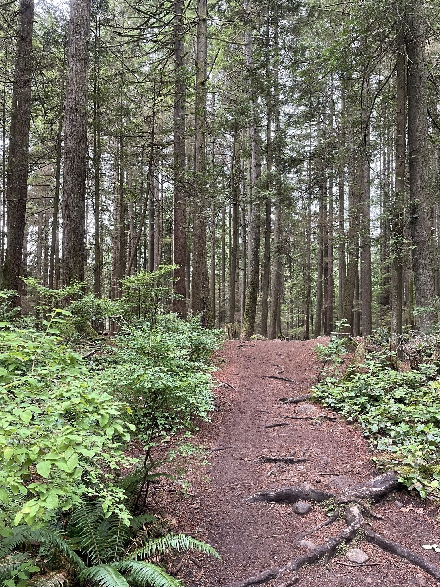 Lynn Canyon Suspension Bridge