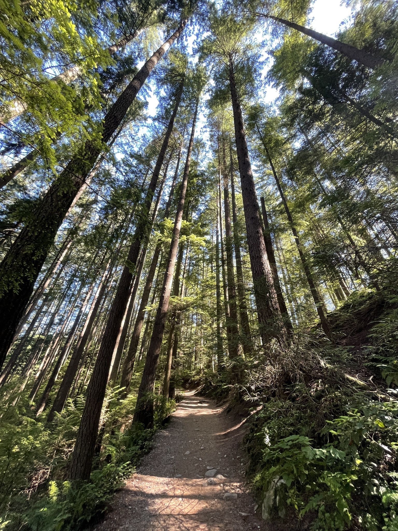 Lynn Canyon Suspension Bridge