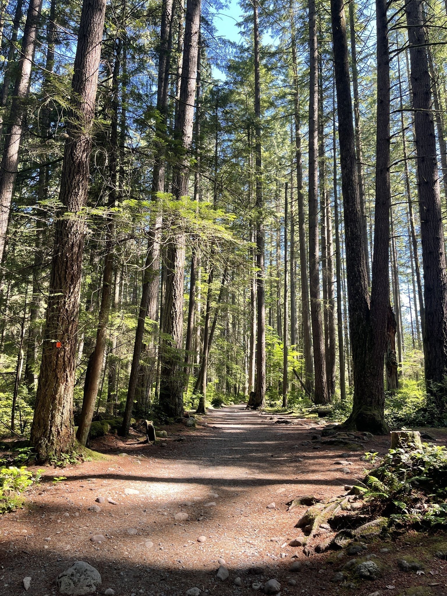 Lynn Canyon Suspension Bridge