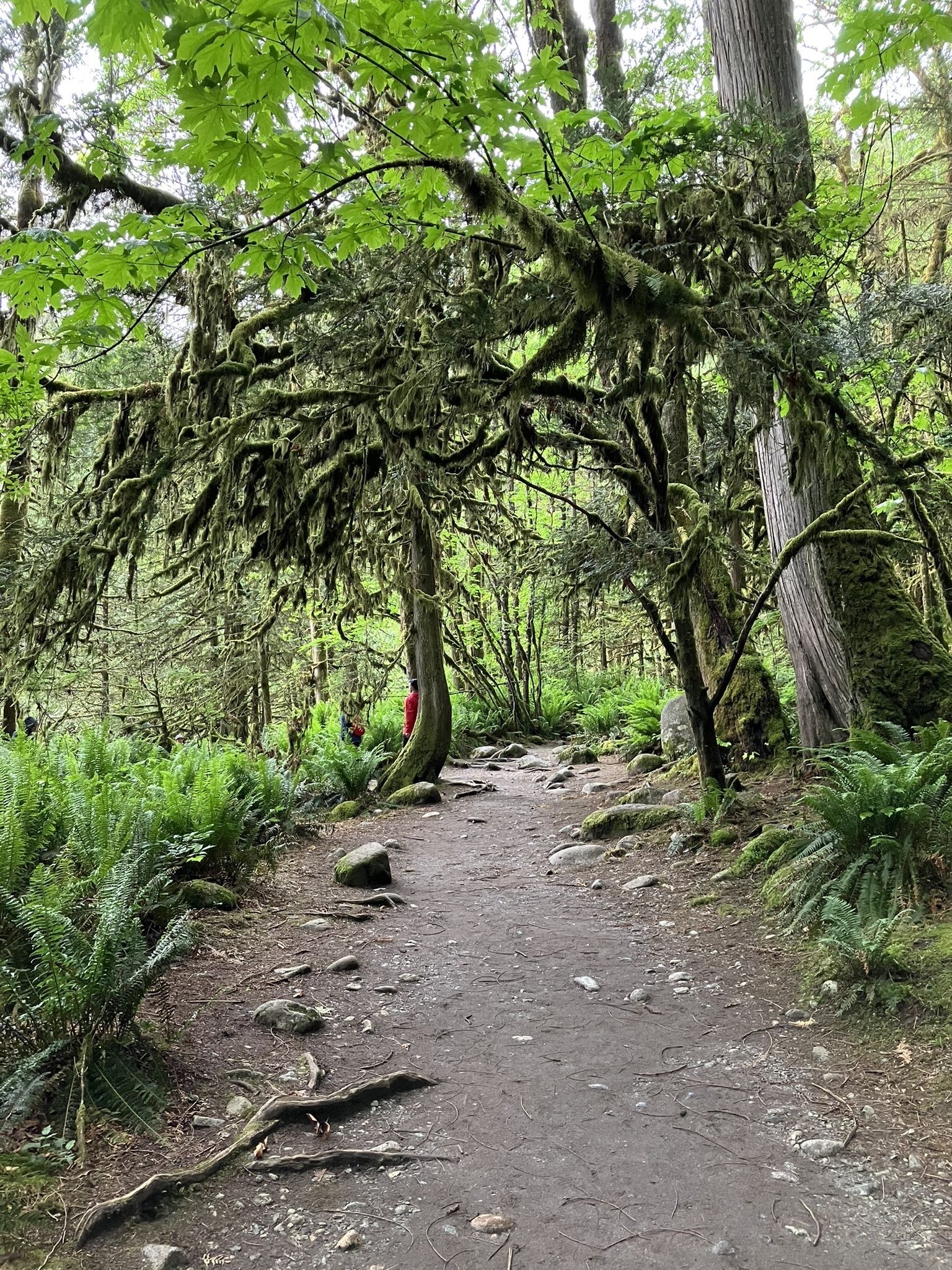 Lynn Canyon Suspension Bridge