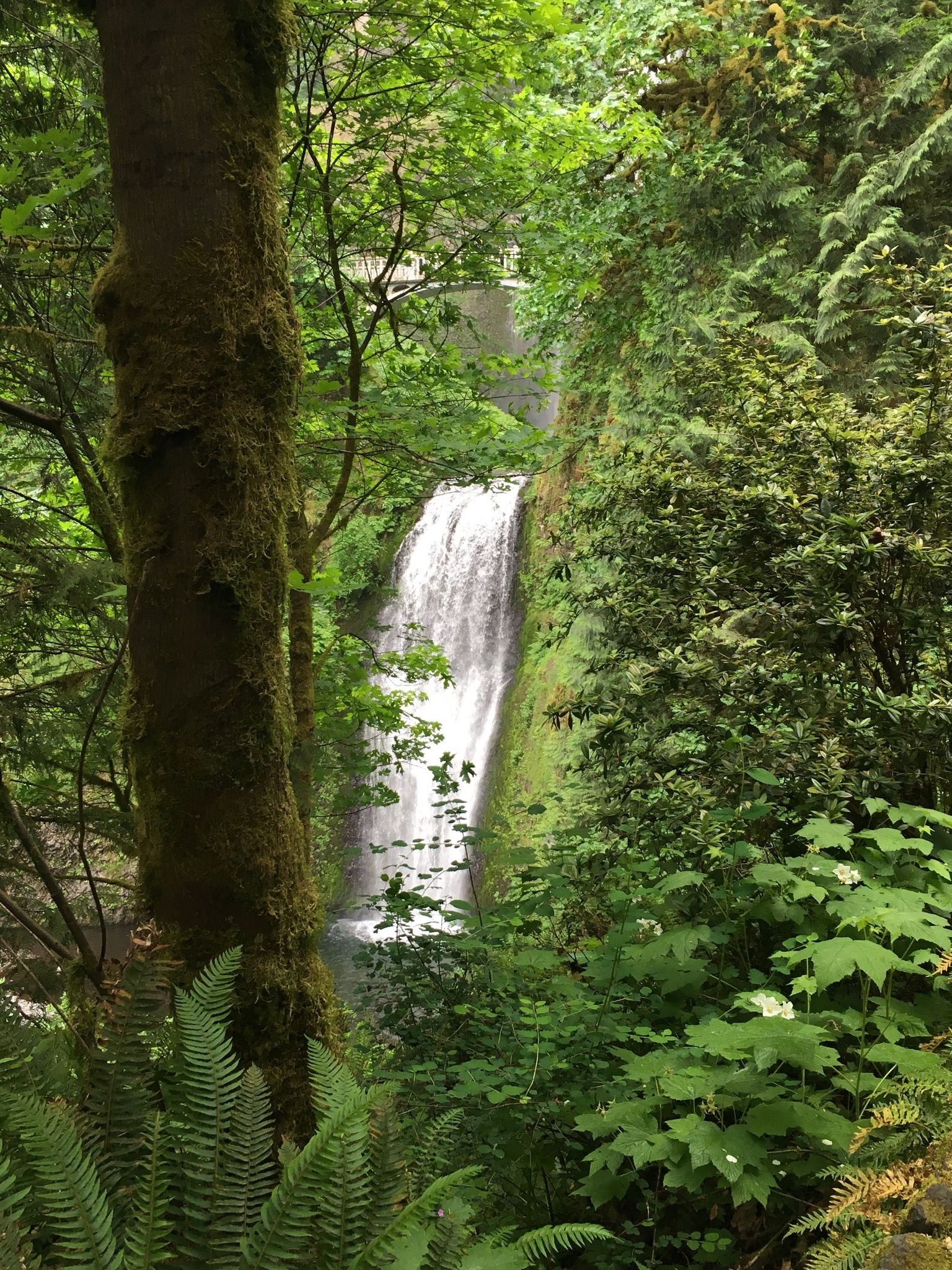 Youngs River Falls