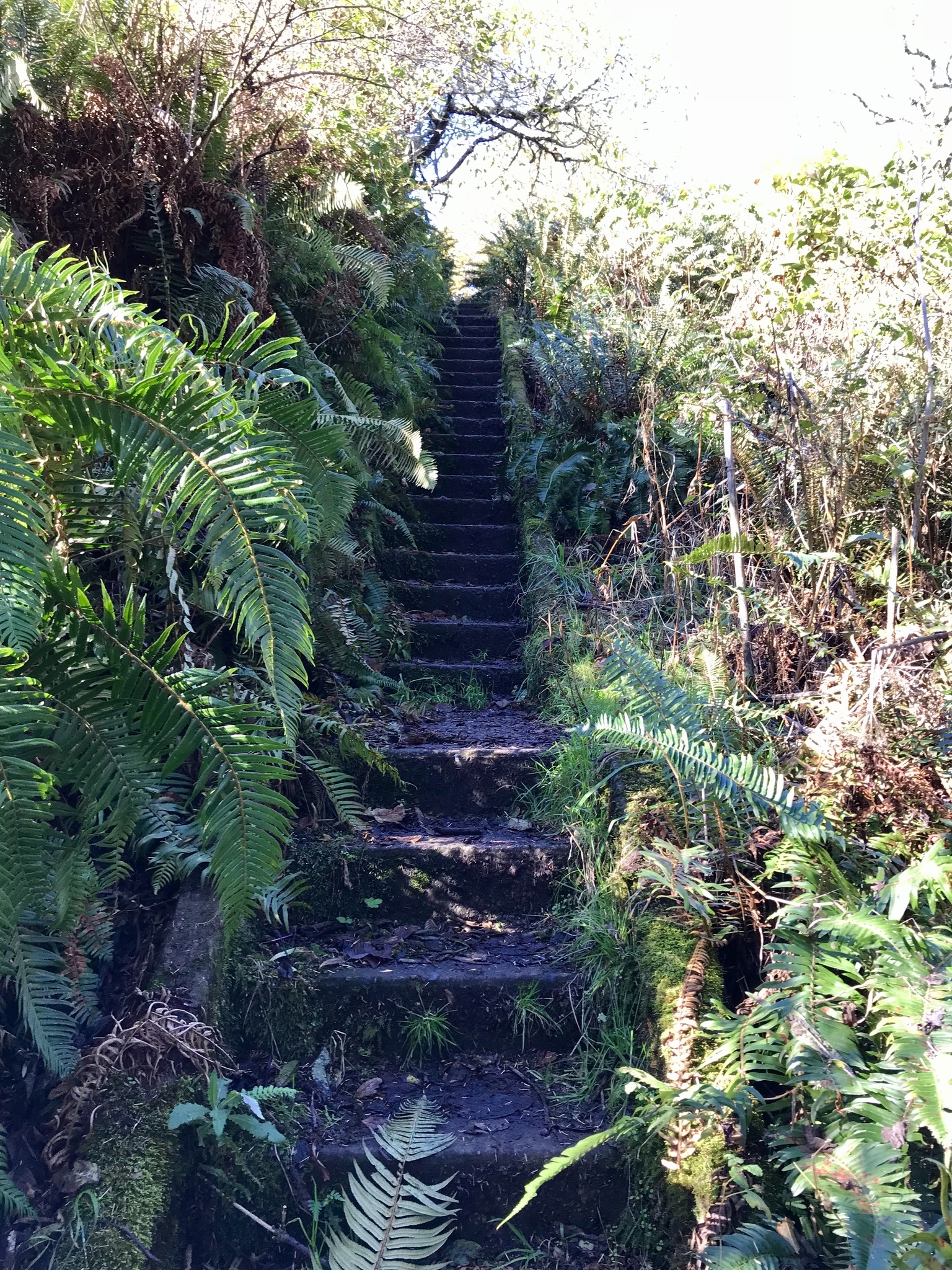 Cape Disappointment Trail