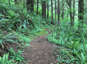 Big Spruce Trail