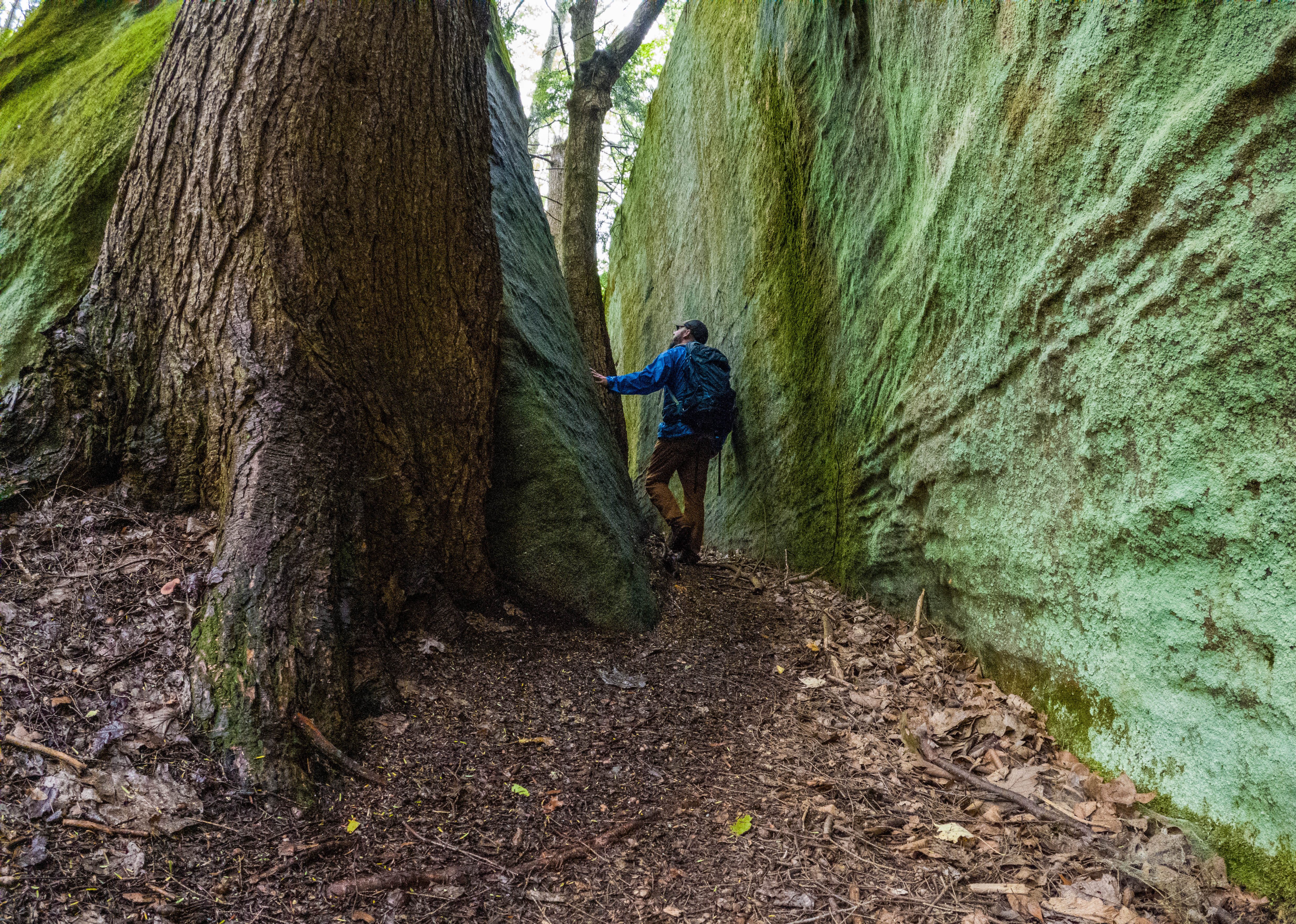 Fred Woods Trail