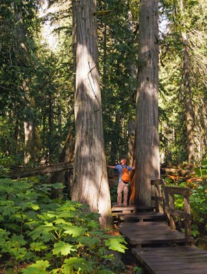 Giant Cedars Boardwalk 