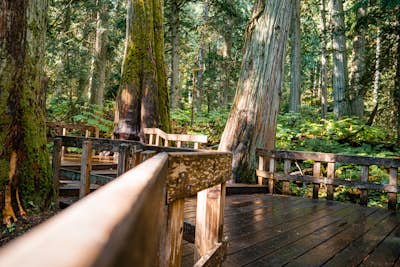 Giant Cedars Boardwalk 