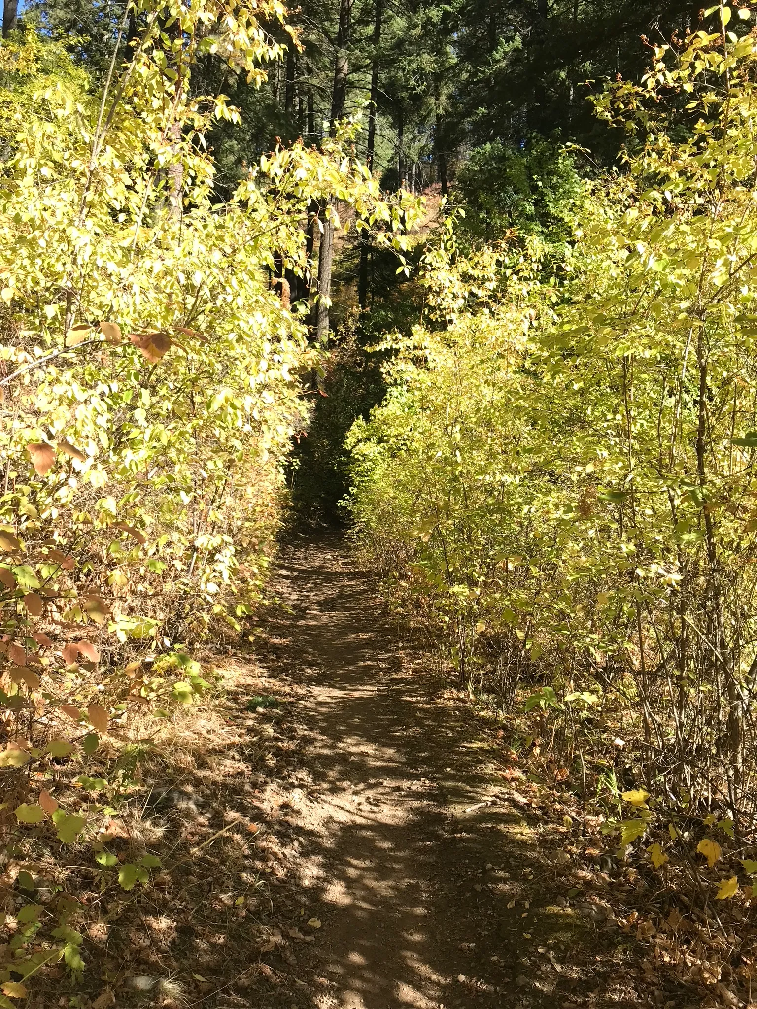 Canfield Mountain Trails 1562, D, and 3 Loop