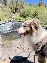 Deschutes River Trail: Benham Falls to Slough Meadow