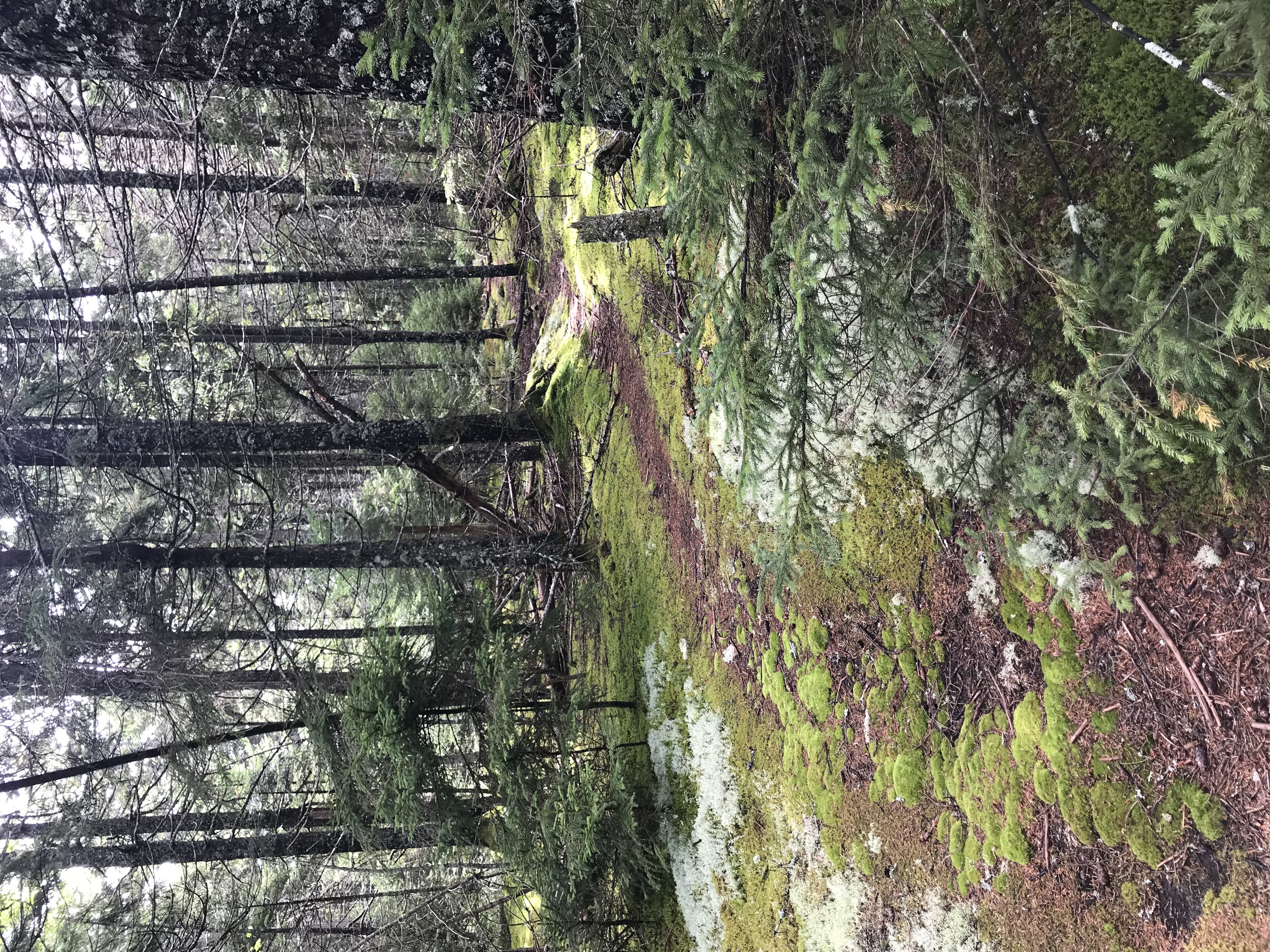 Bald Mountain Loop