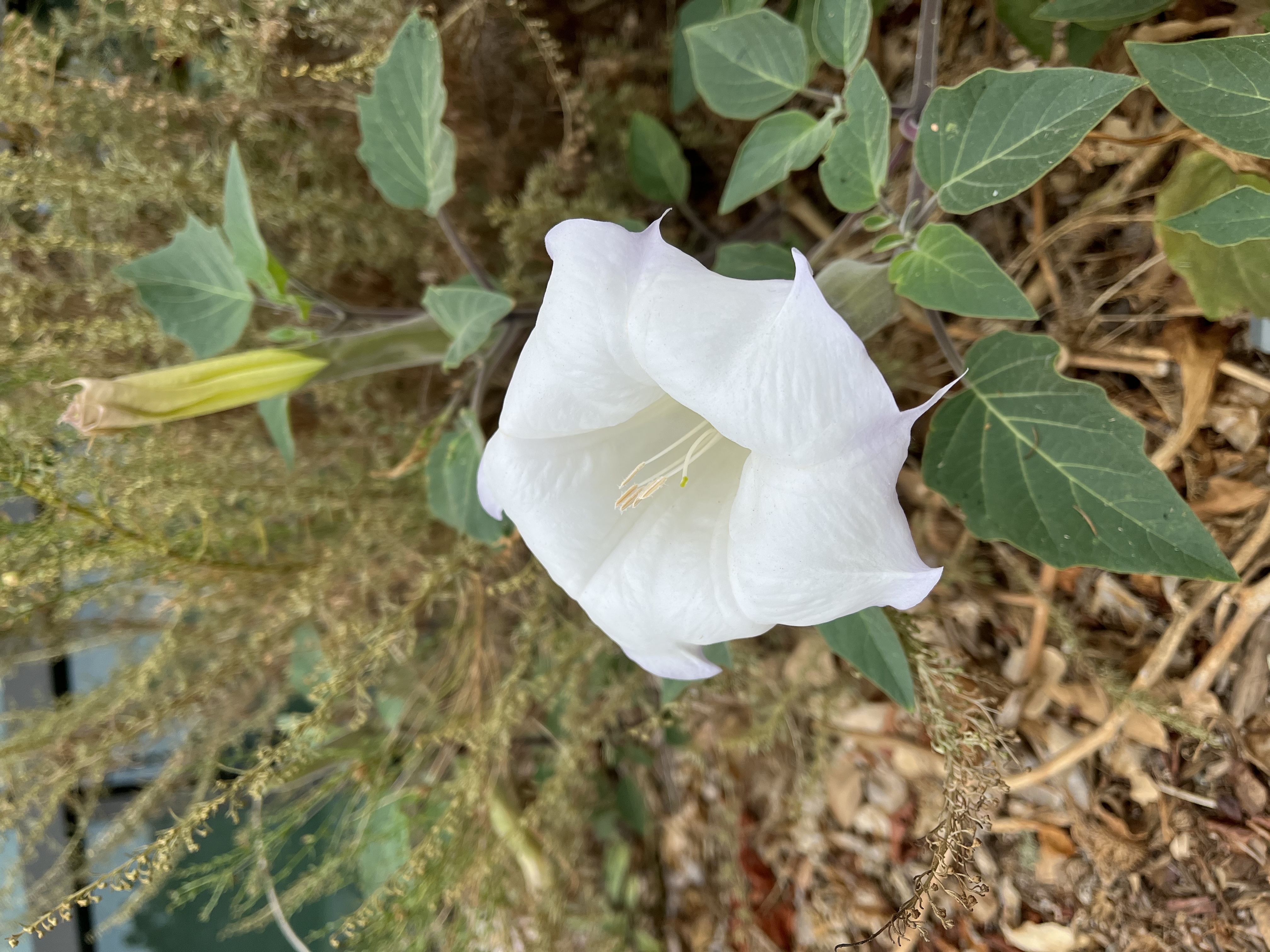 Los Angeles Historic Park