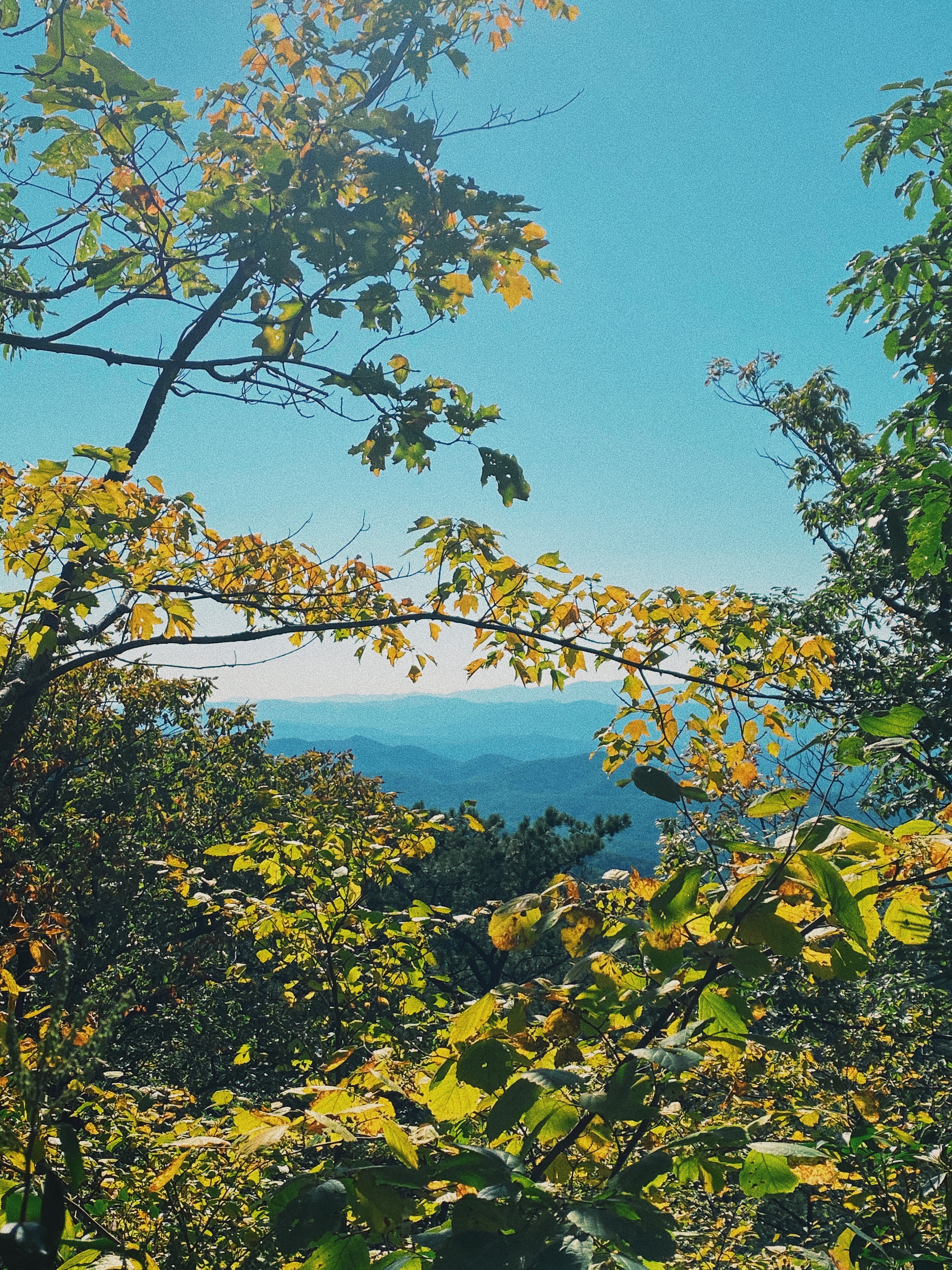 High Knob Tower Trail