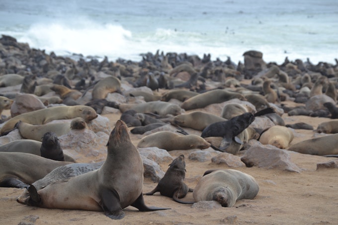 many brown seals of all sizes packed together on a sandy beach