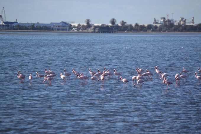 pink flamingo flock in standing in water