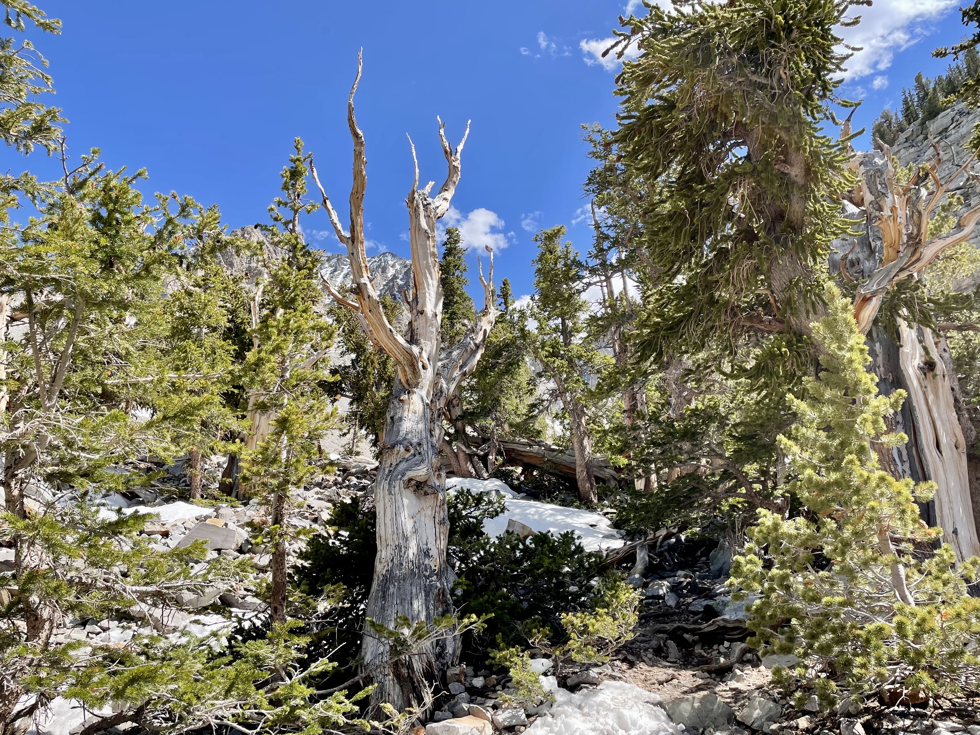 Hike the Bristlecone and Glacier Trail in Great Basin NP
