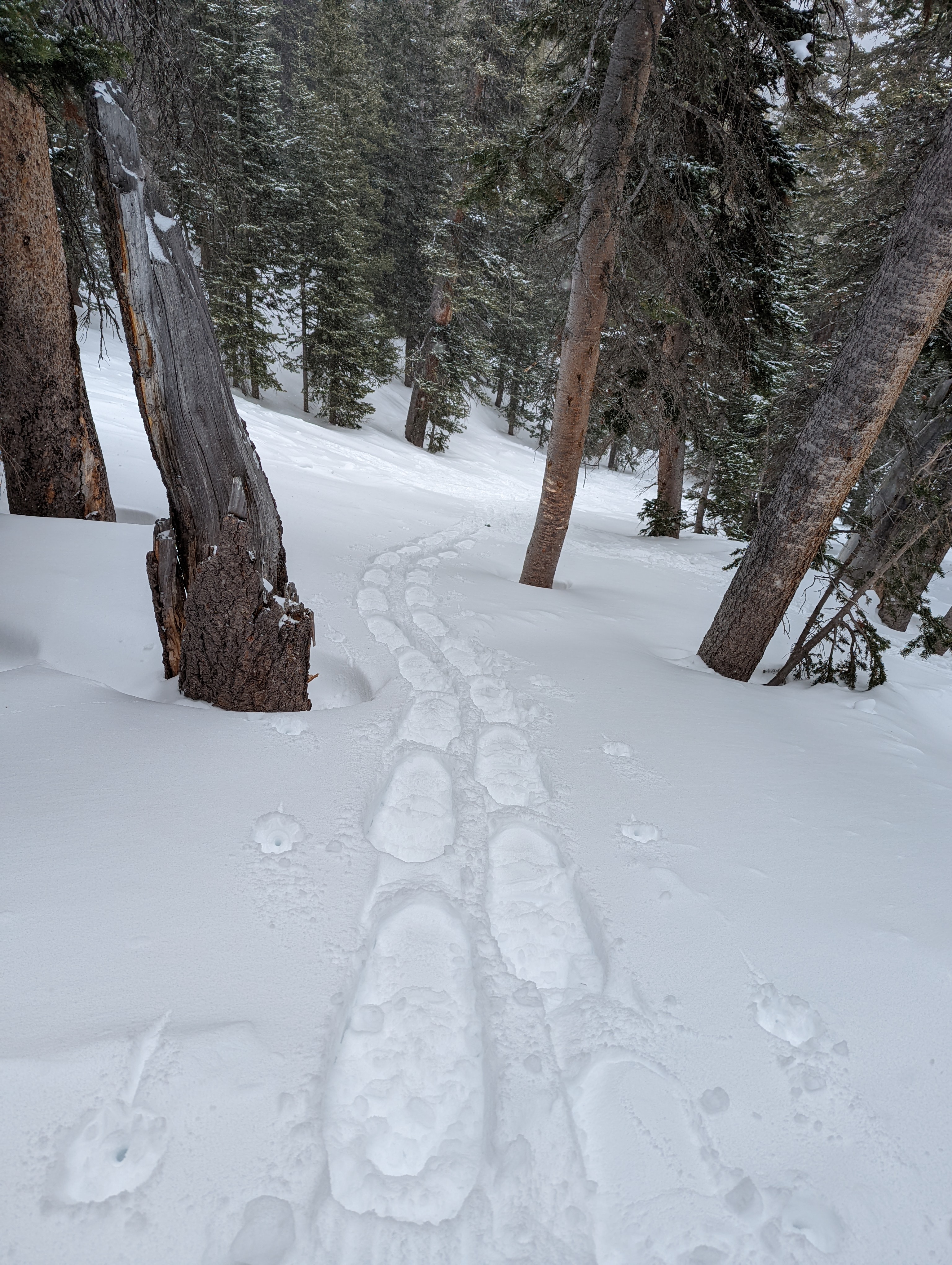 Upper Forest Lakes Trail