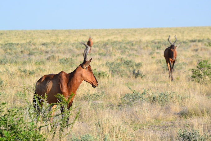 3 antelope walking through all yellow grass