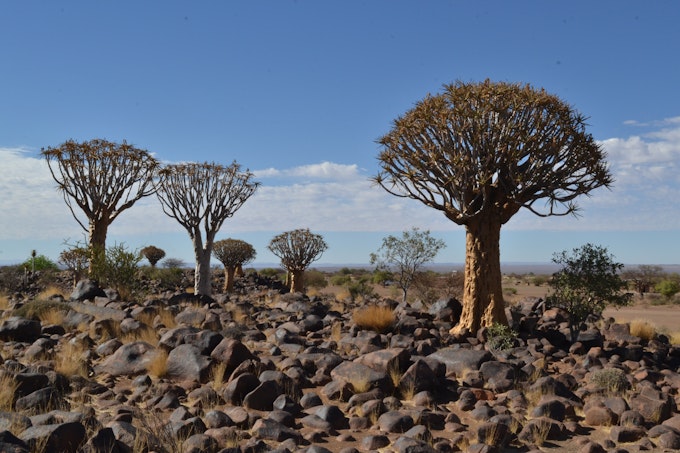 trees with green sprouts on ends of branches surrounded by rocks