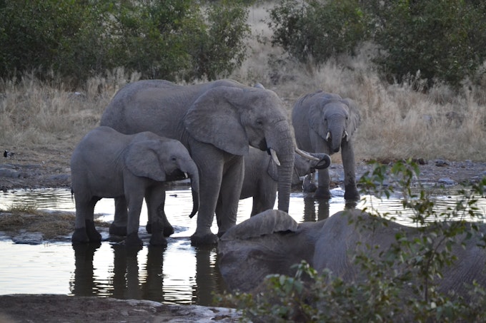 family of elephants drinking from a watering hole
