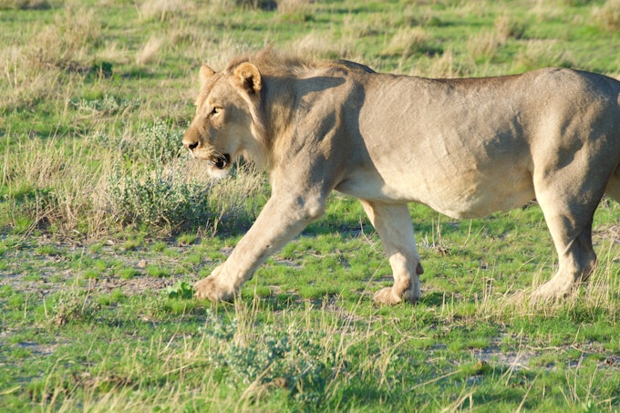 young male lion with a small mane walking through green grass