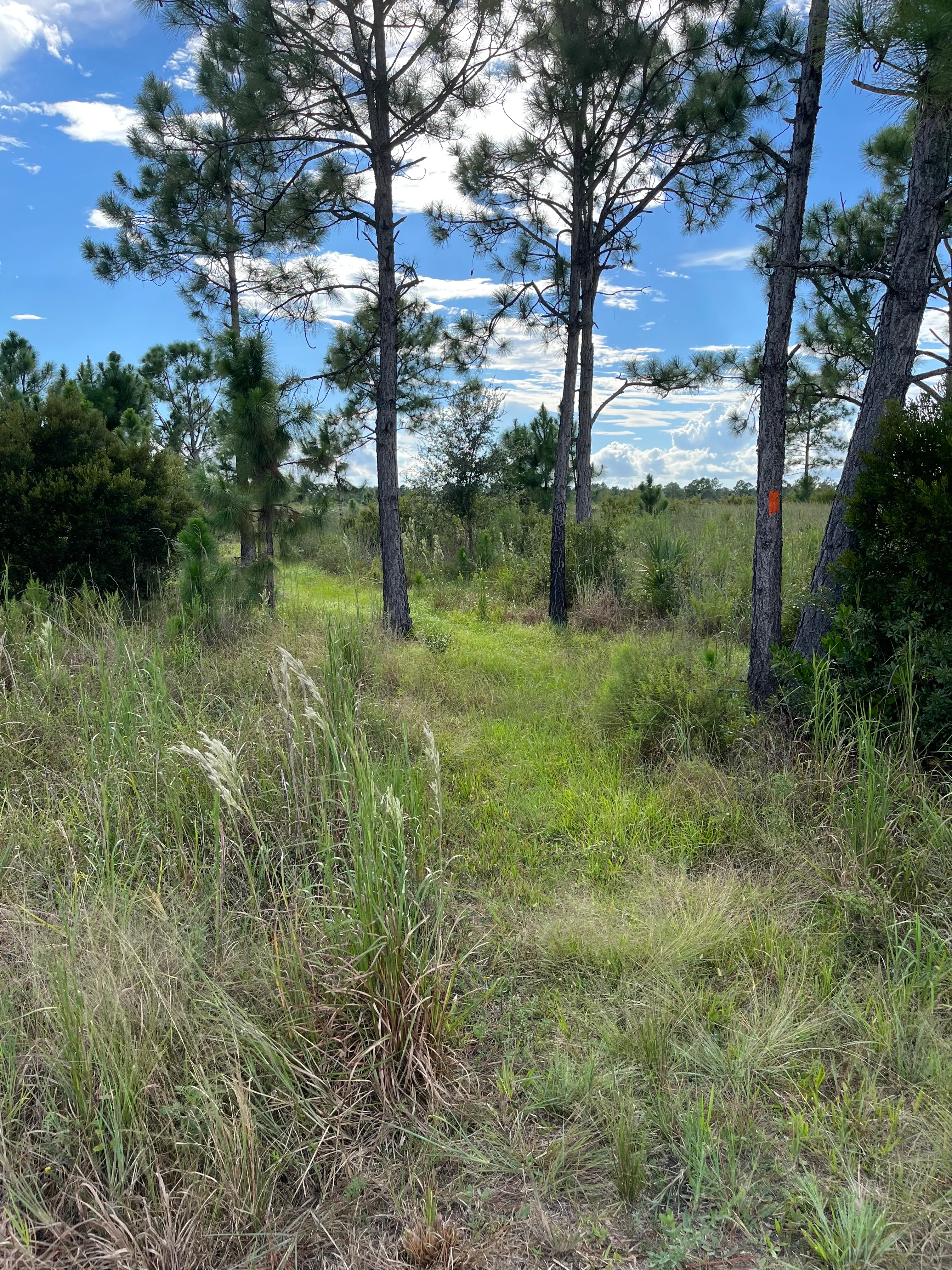 Florida Trail: Ocean to Lake