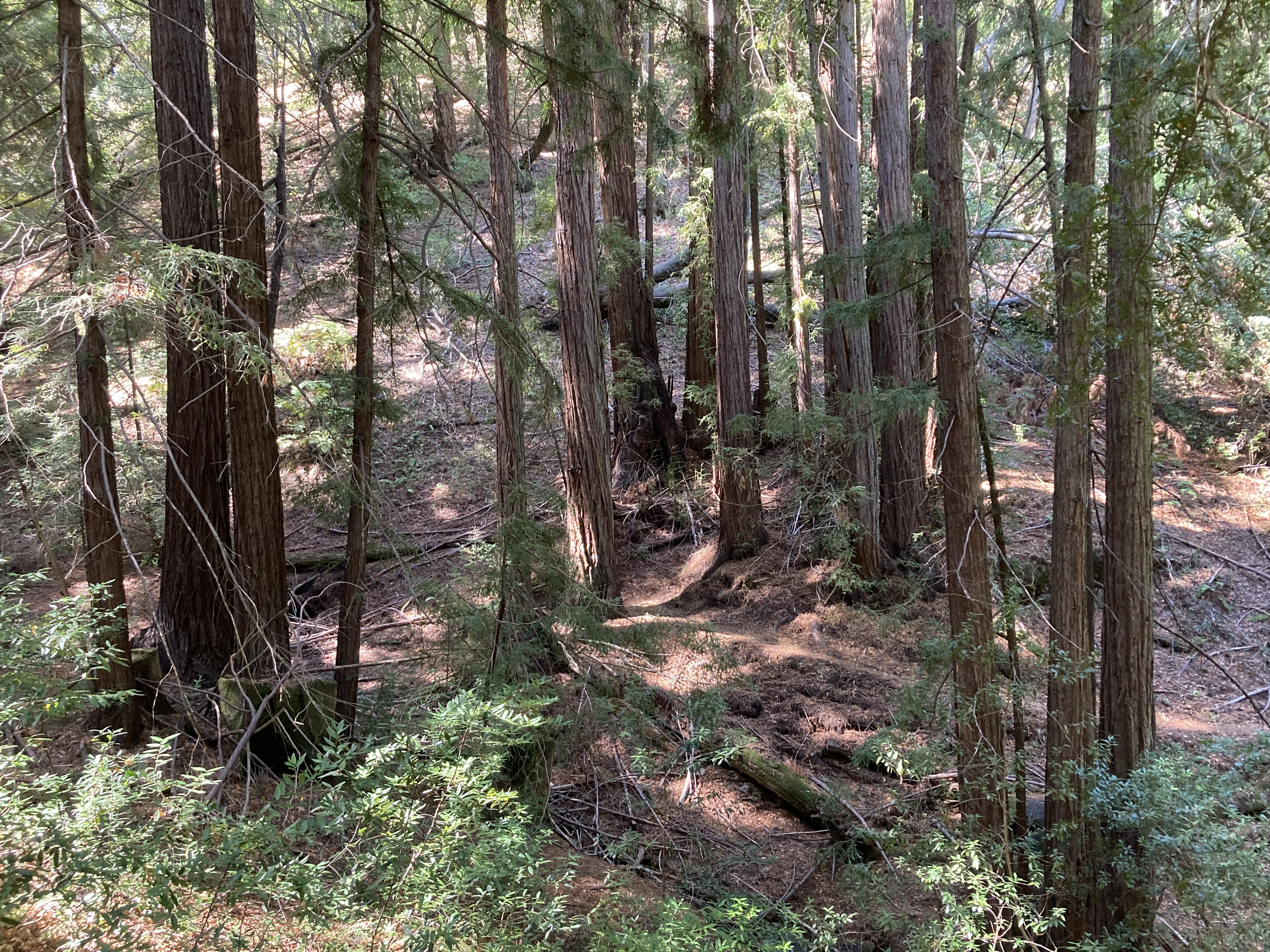 Sonoma Ridge Trail