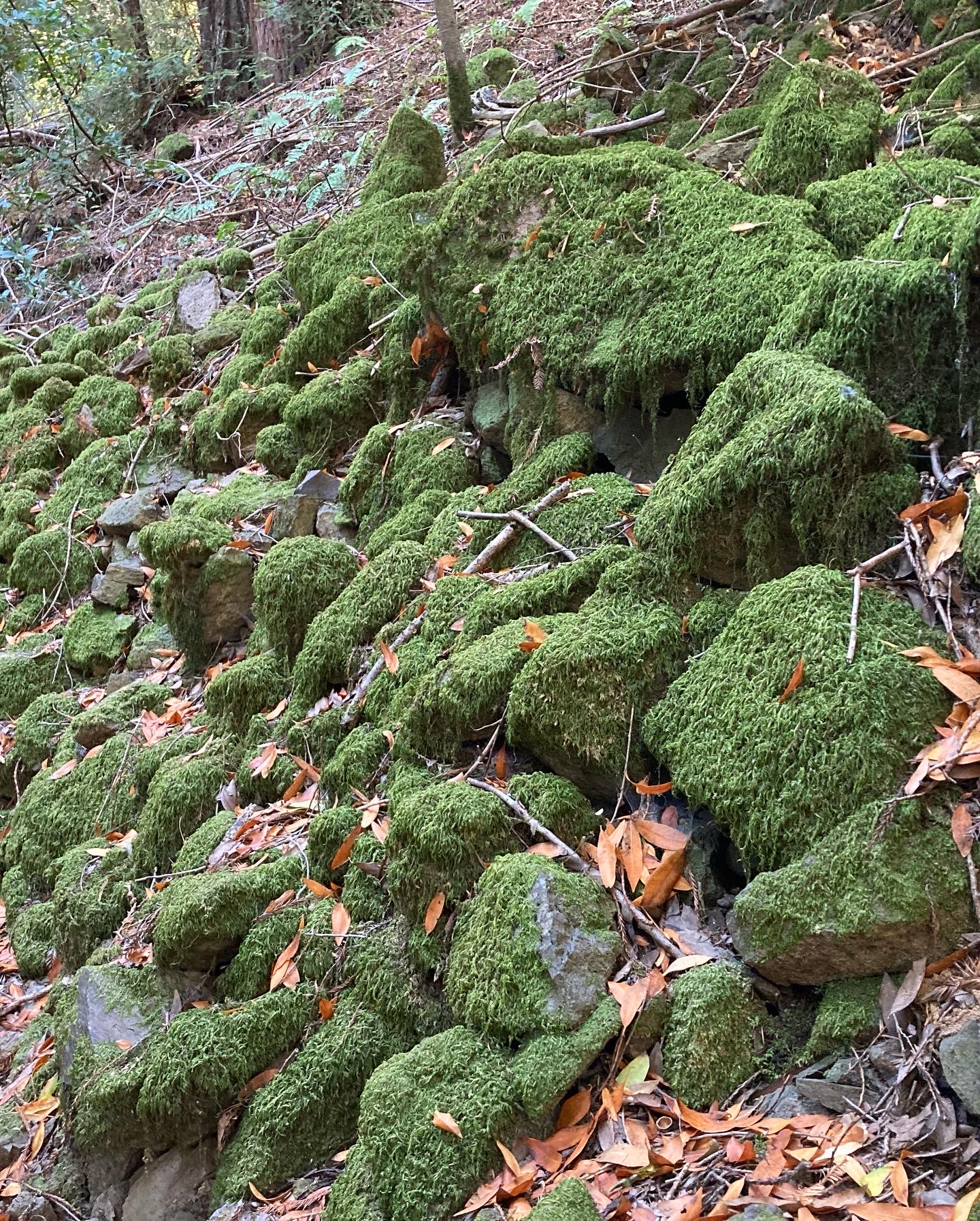 Sonoma Ridge Trail