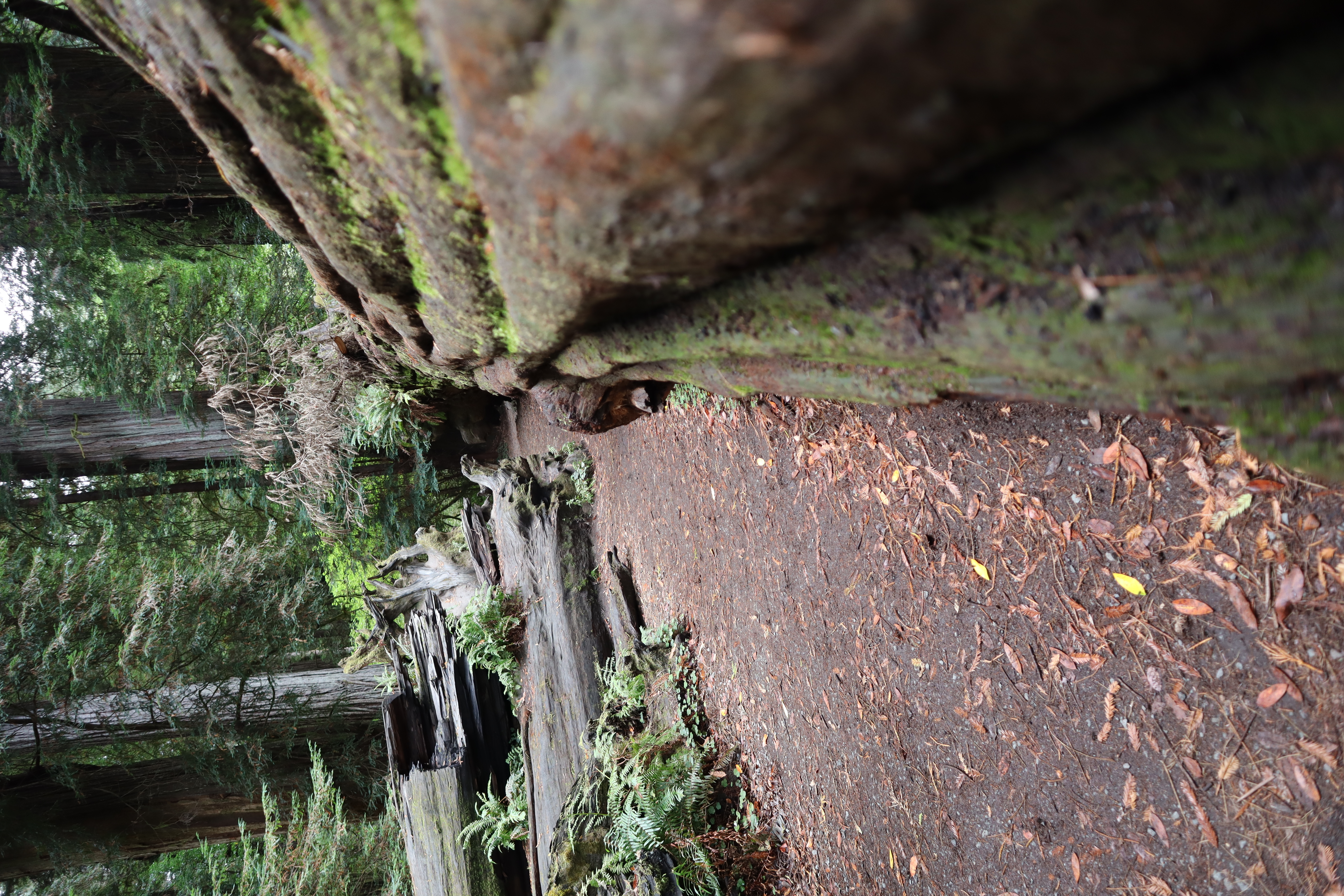 Lady Bird Johnson Grove in Redwood NP