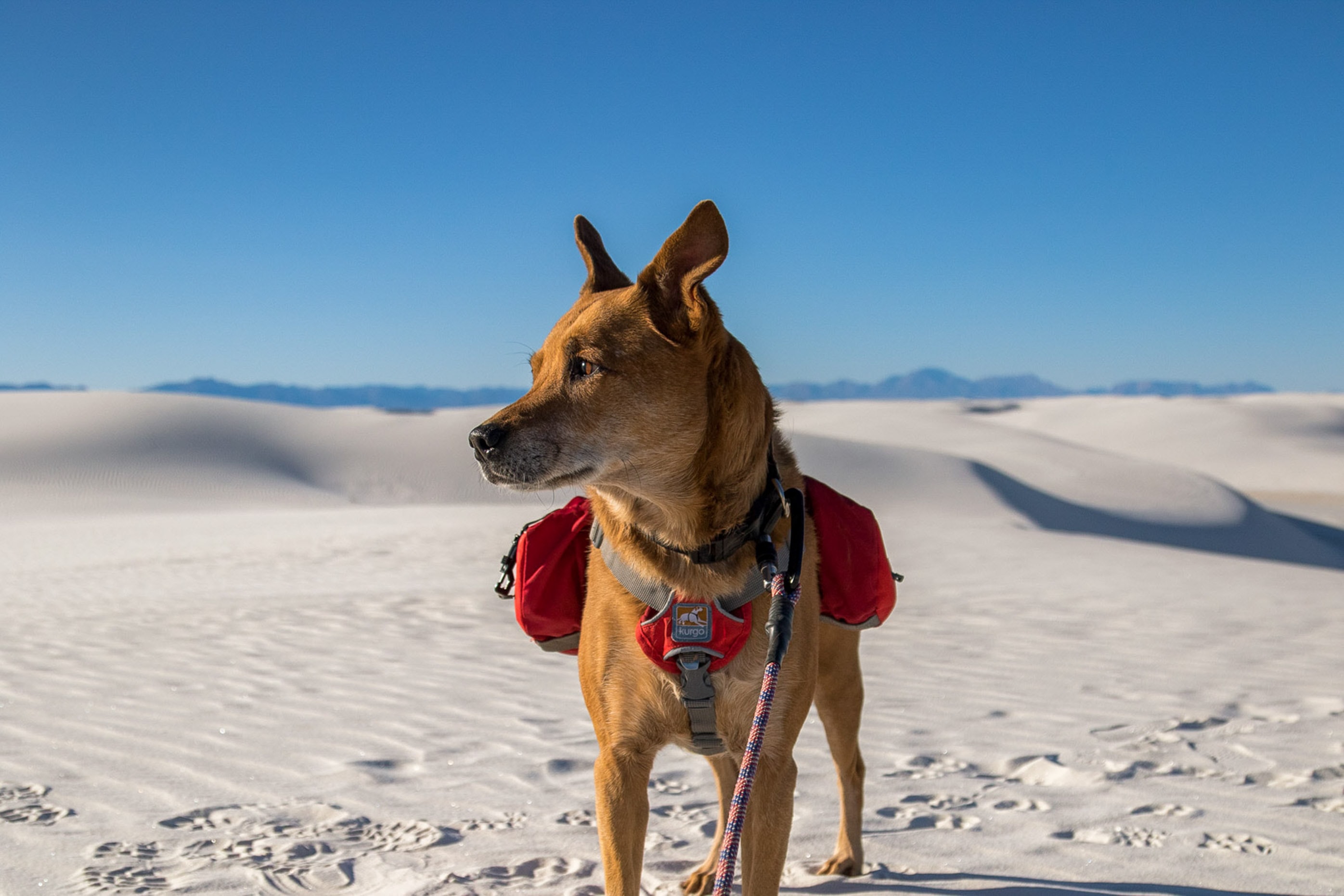 Our Guide To Bringing Dogs To National Parks   C1765083f9947aa98f639e04636af24b