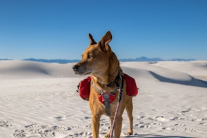 Our guide to bringing dogs to national parks