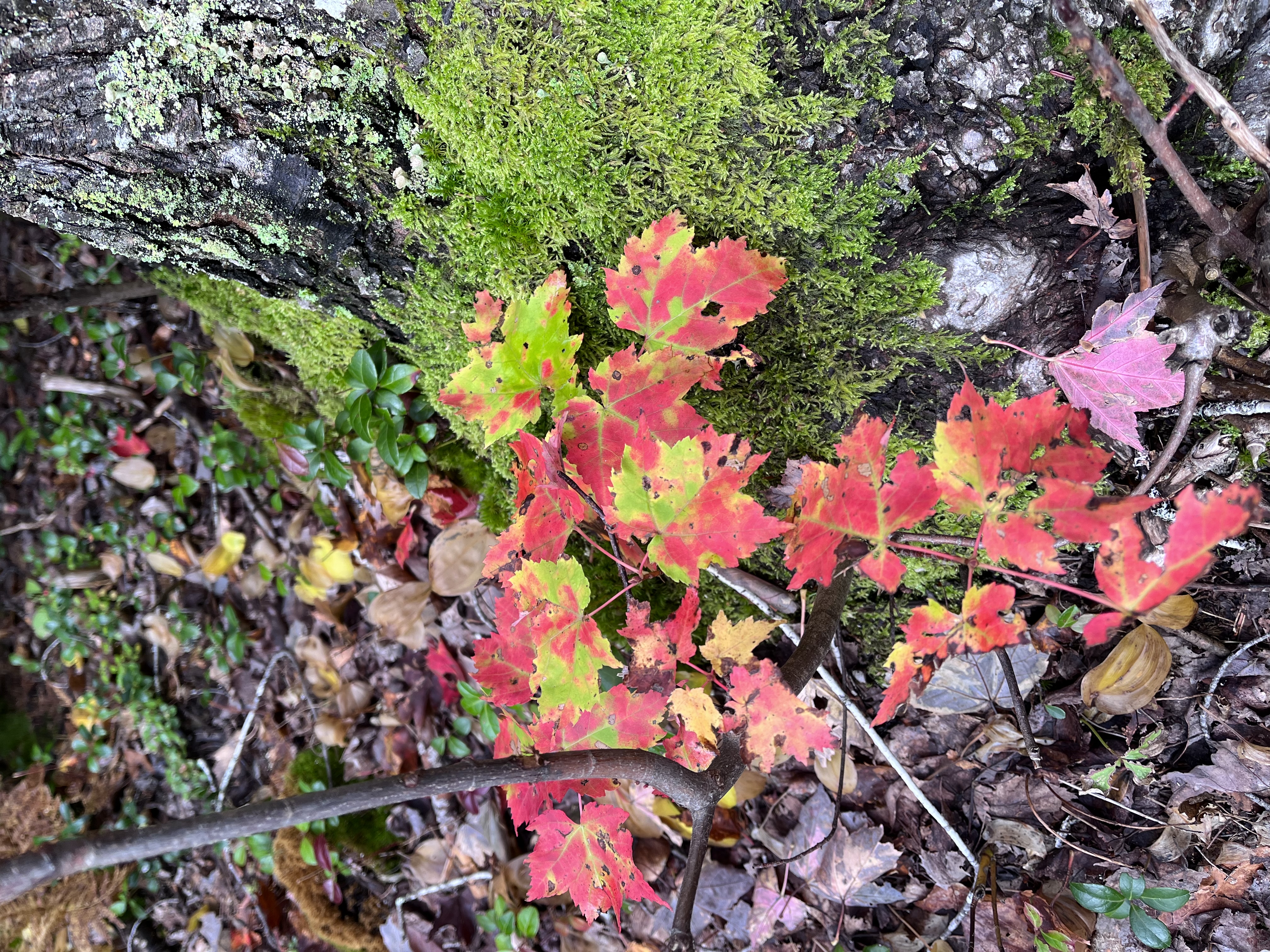 Franey Mountain Loop
