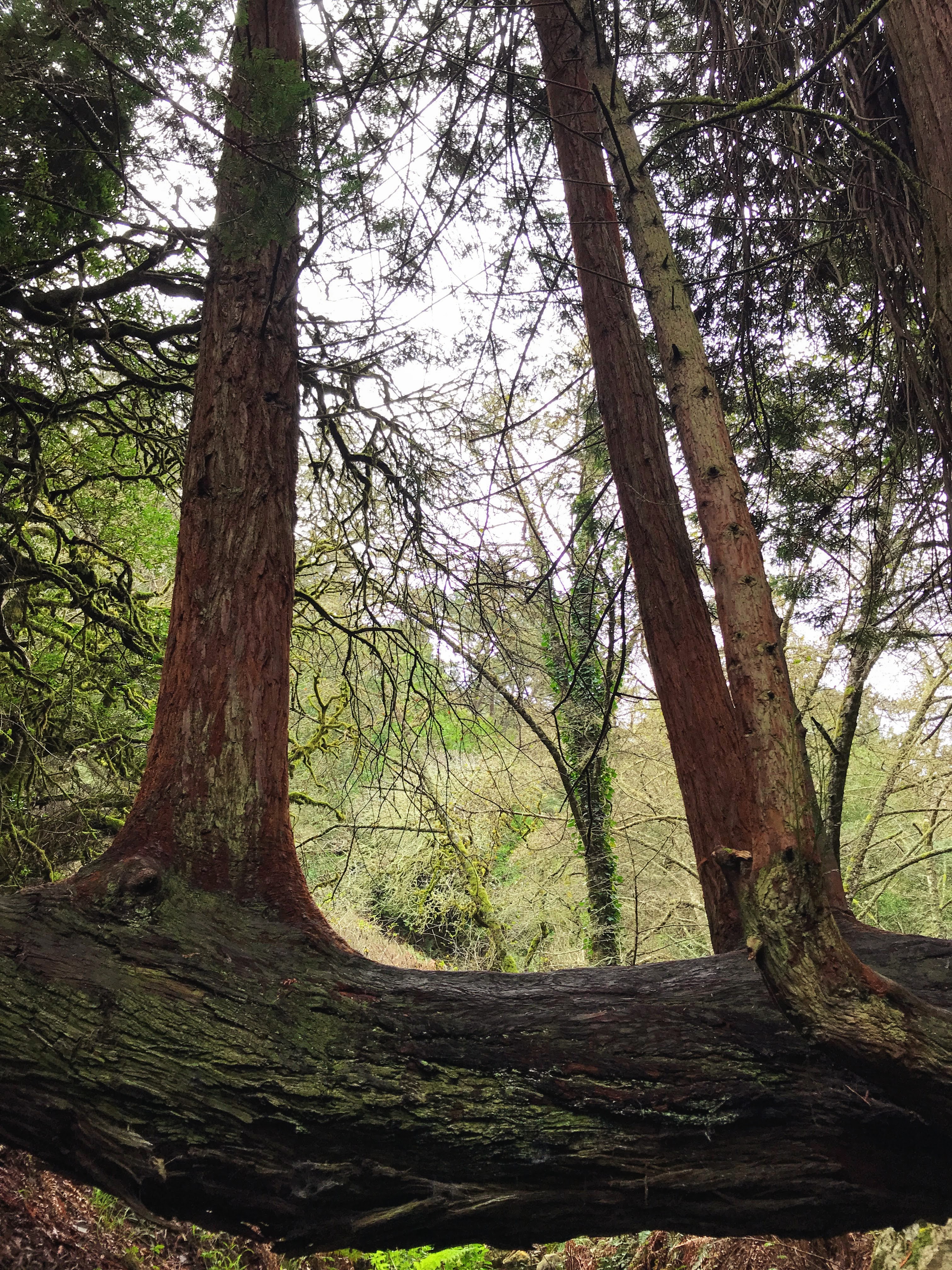 Dipsea Trail to Steep Ravine Trail Loop from Stinson