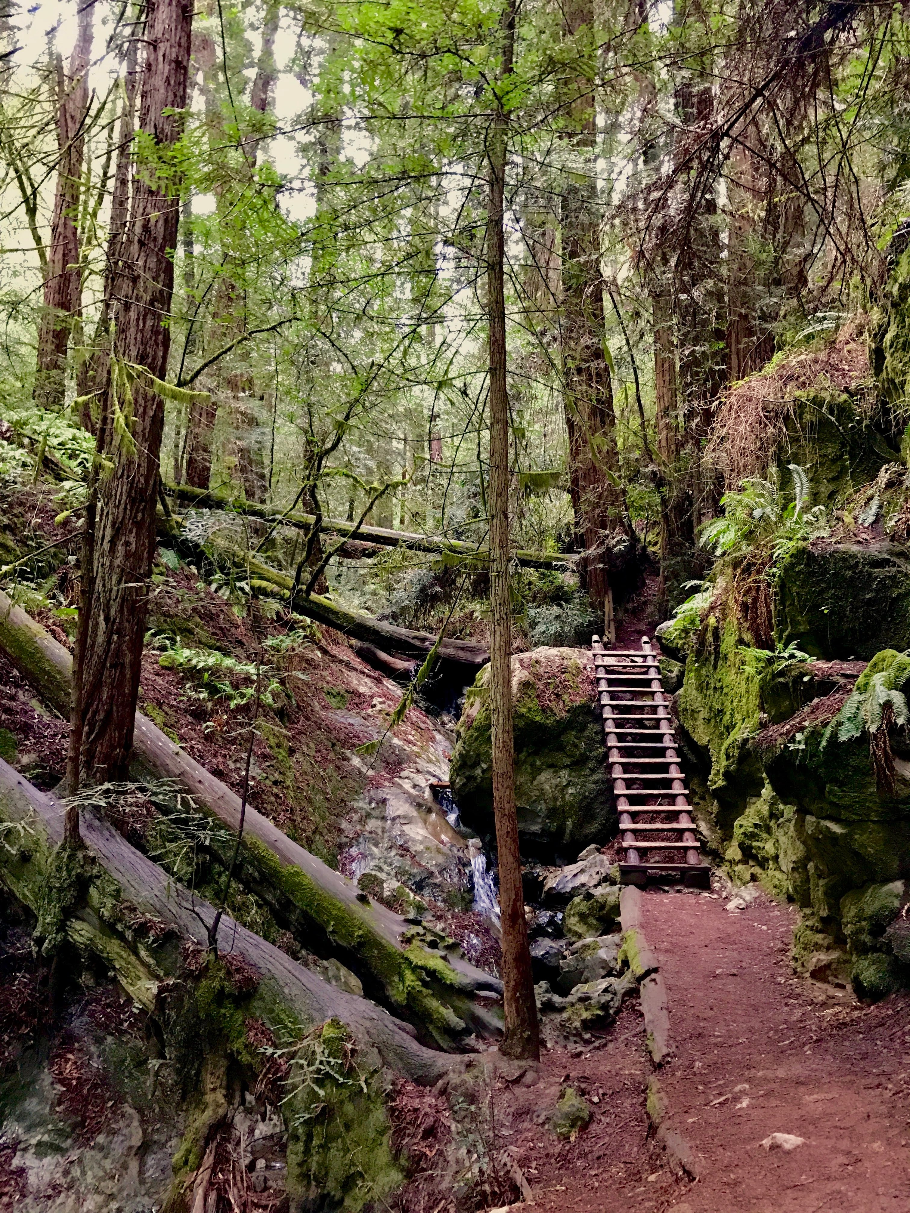 Dipsea Trail to Steep Ravine Trail Loop from Stinson