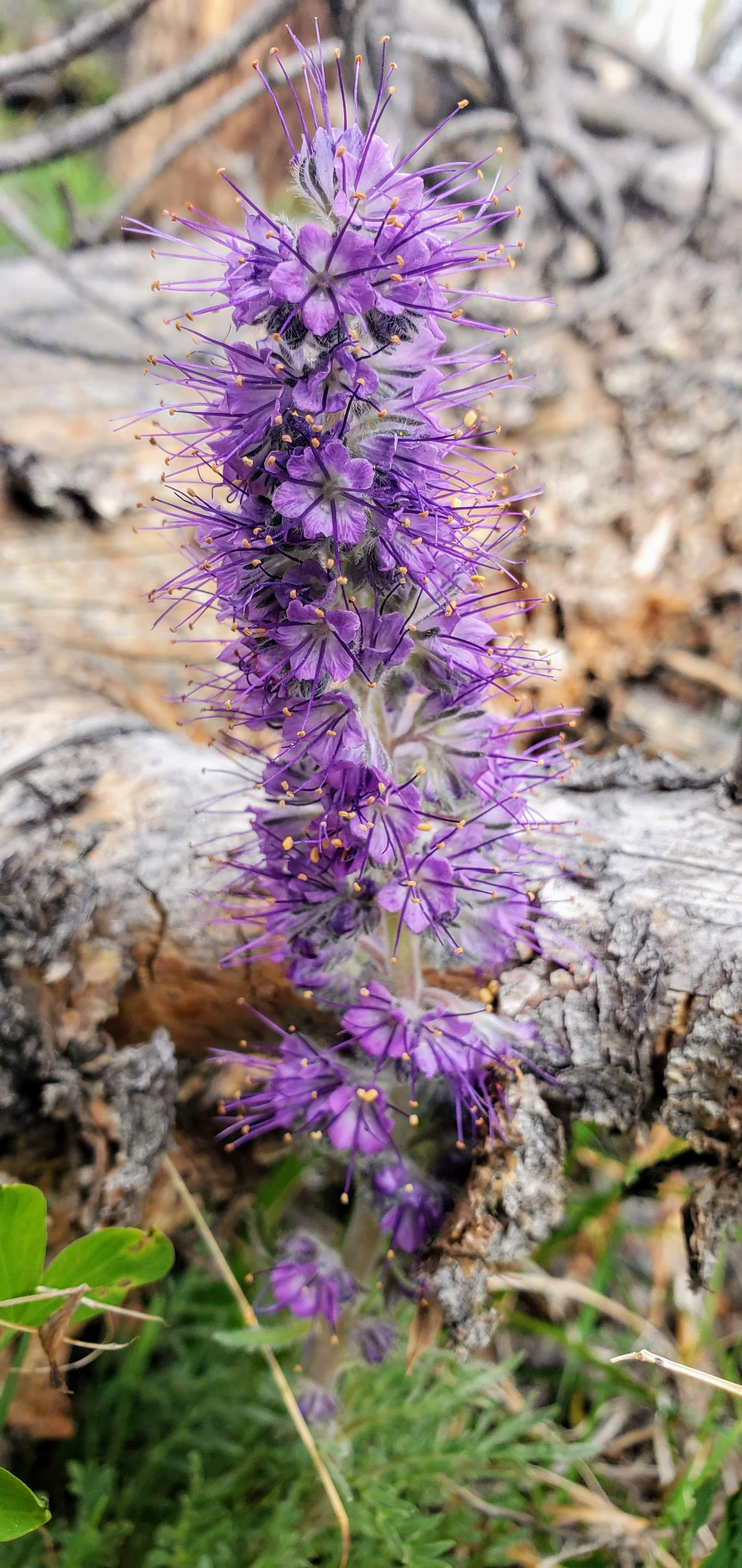 Ptarmigan Trail