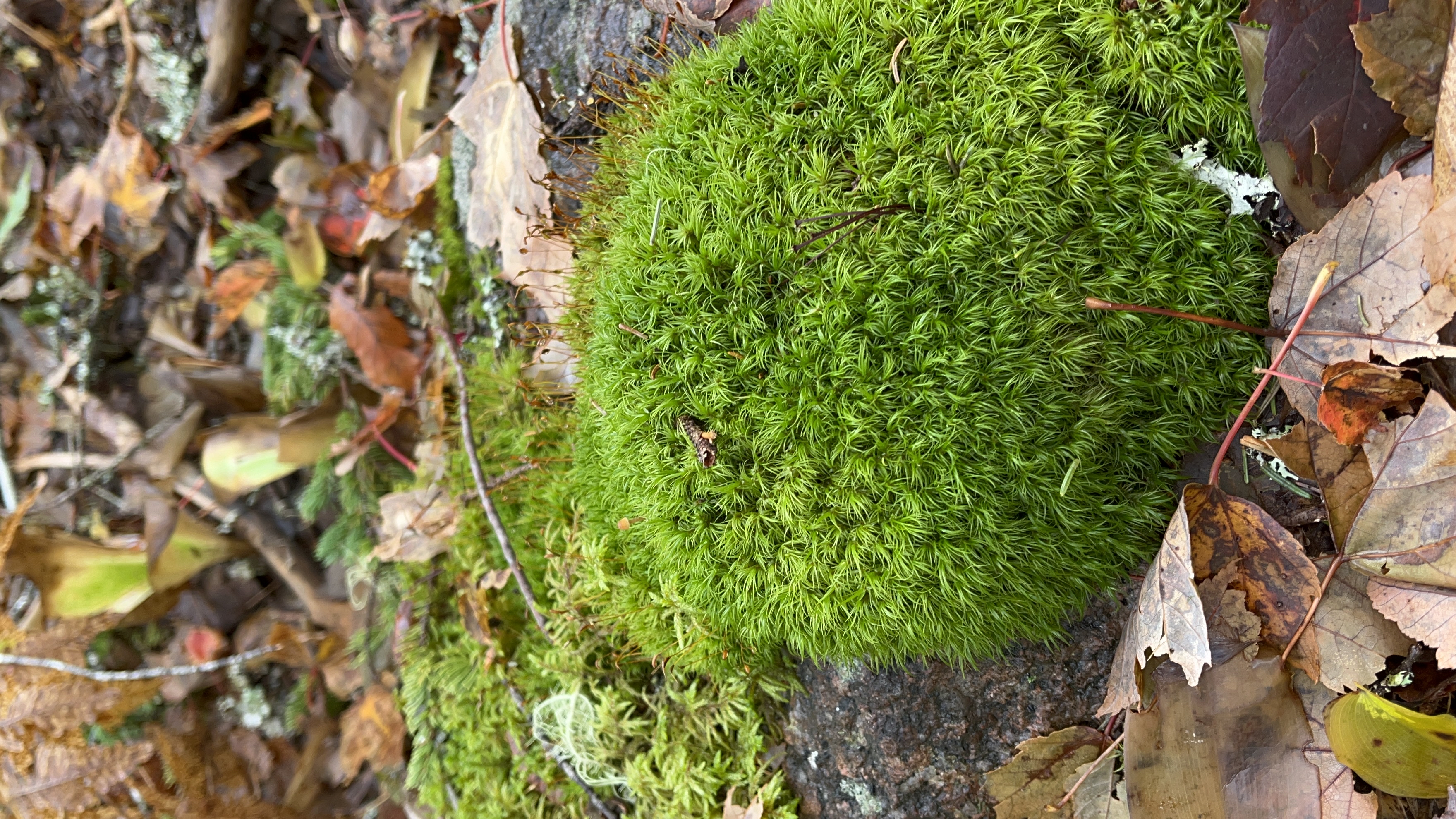 Franey Mountain Loop