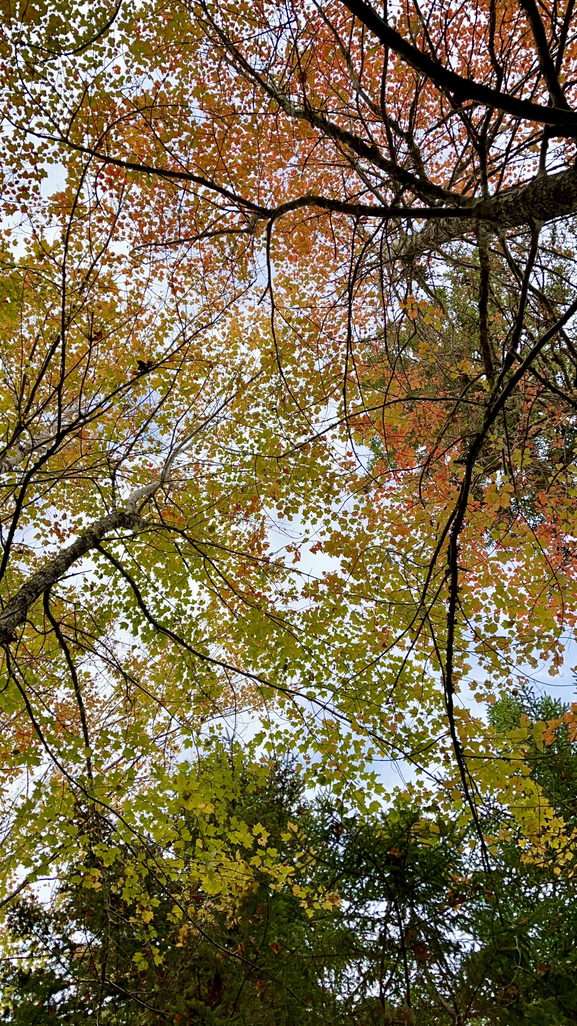Franey Mountain Loop