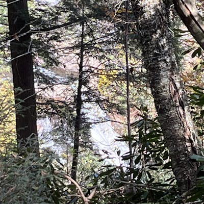 Hike to Lindy Point in Blackwater Falls State Park