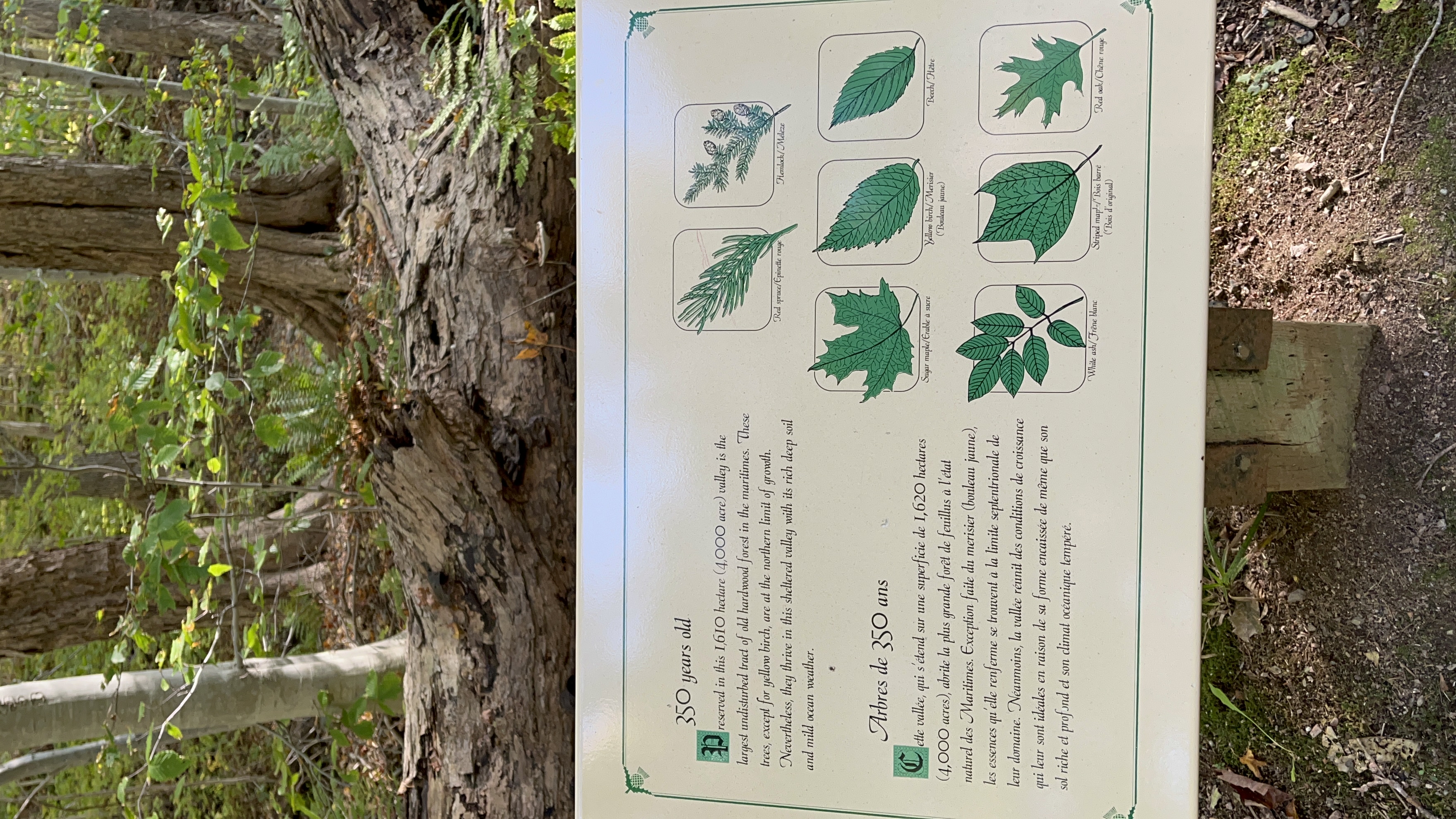 Lone Shieling Trail