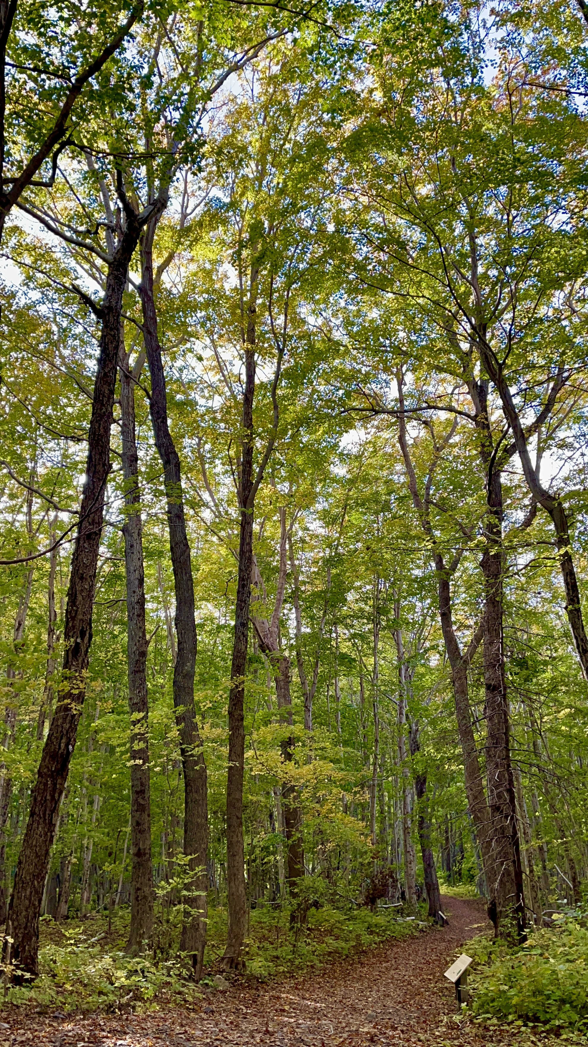 Lone Shieling Trail