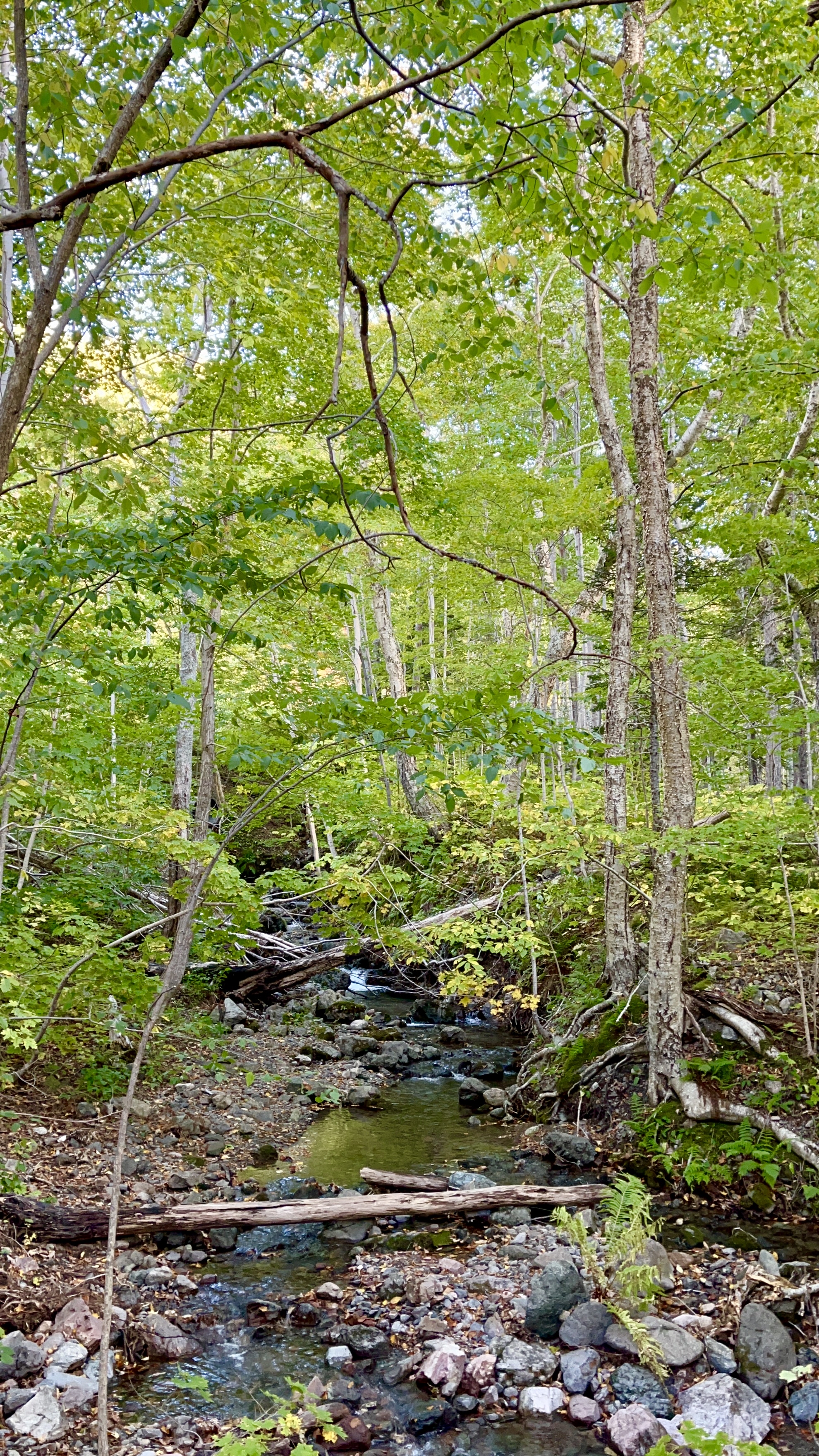 Lone Shieling Trail