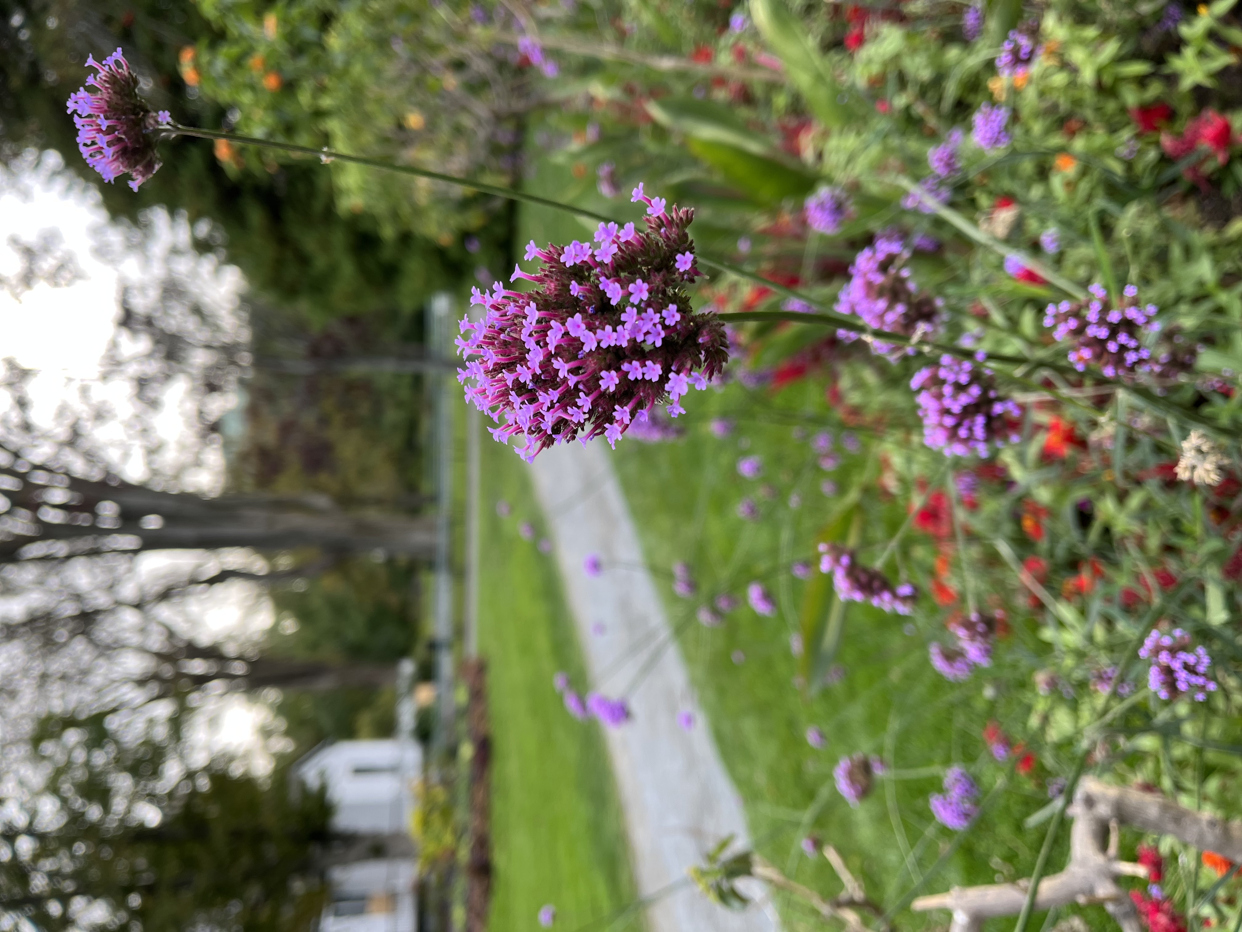 Halifax Public Gardens