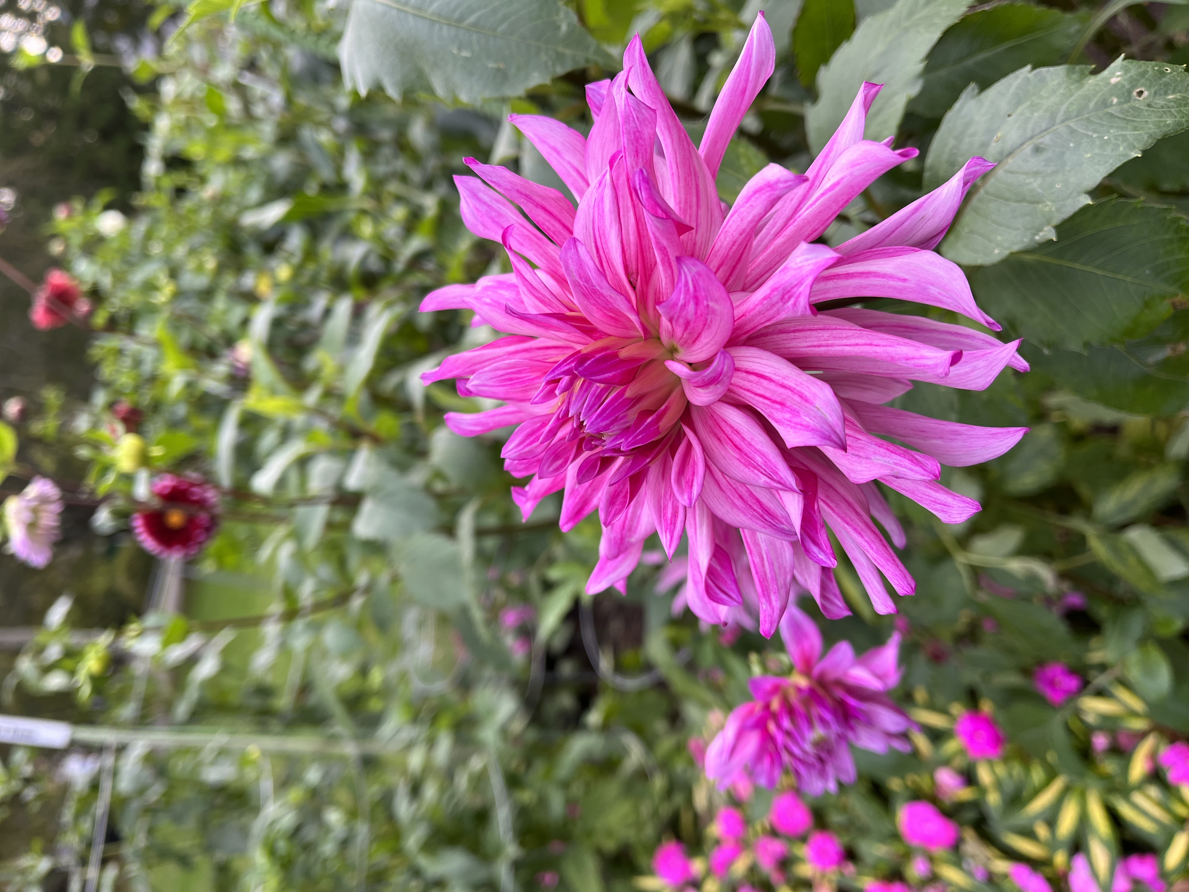 Halifax Public Gardens