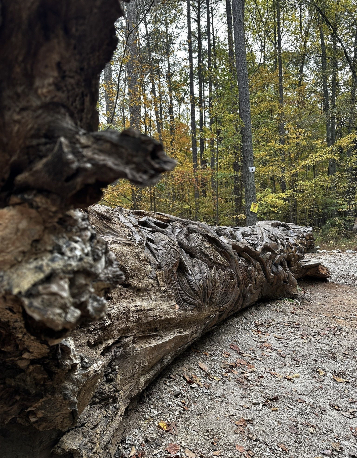 Sal's Branch Trail