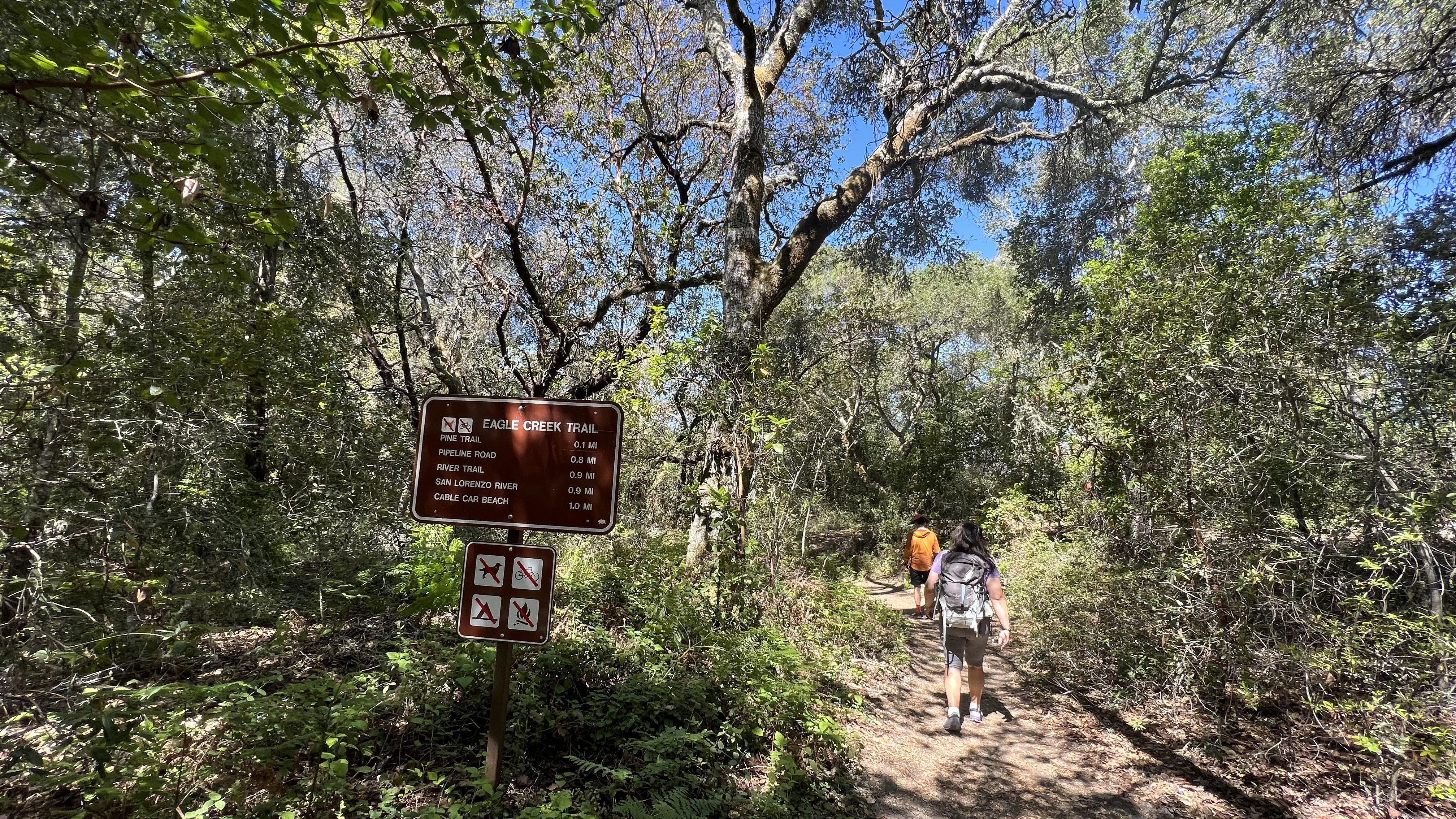 Camp at Henry Cowell Redwoods Campground