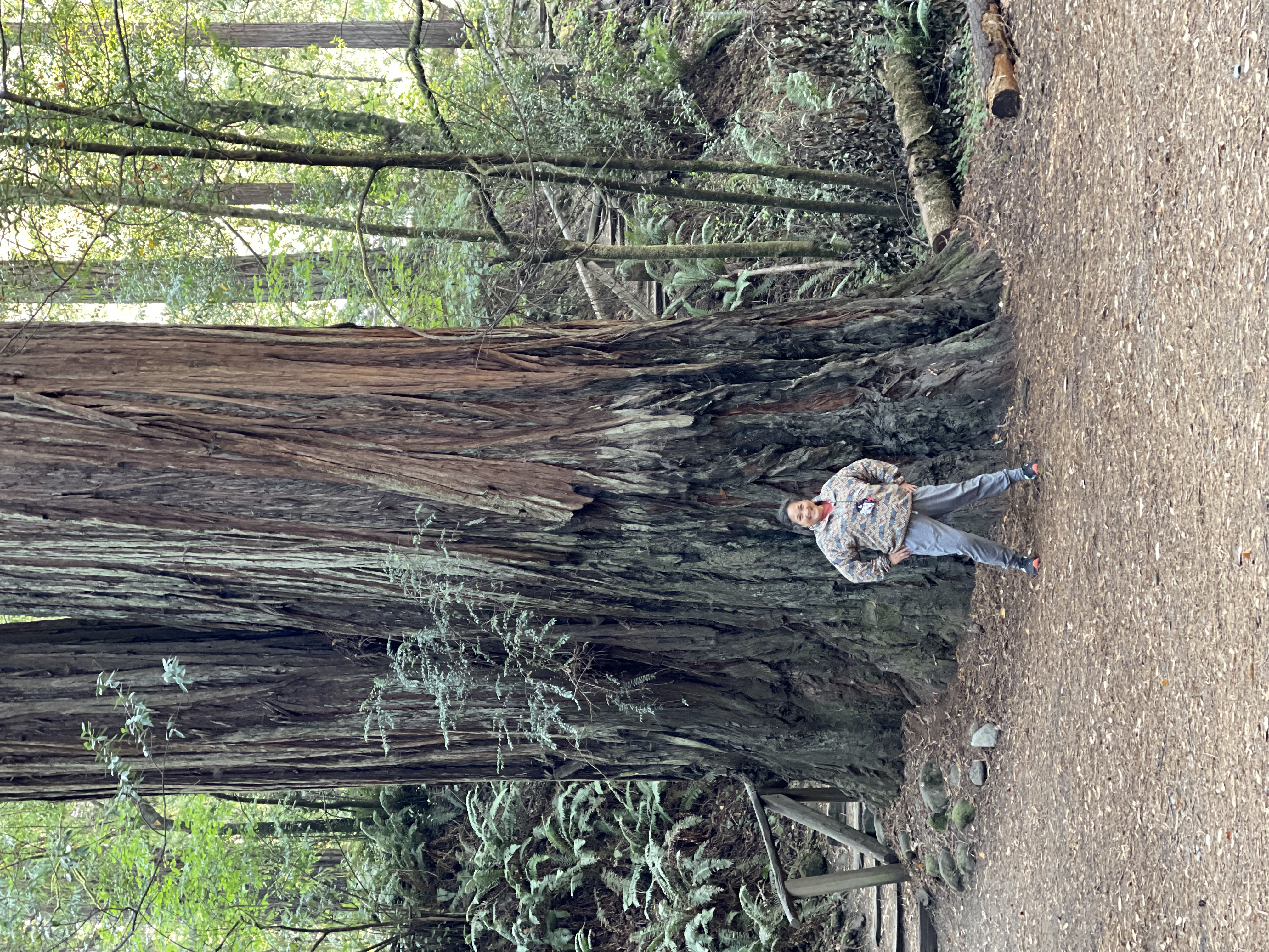 Camp at Jedediah Smith Redwoods Campground