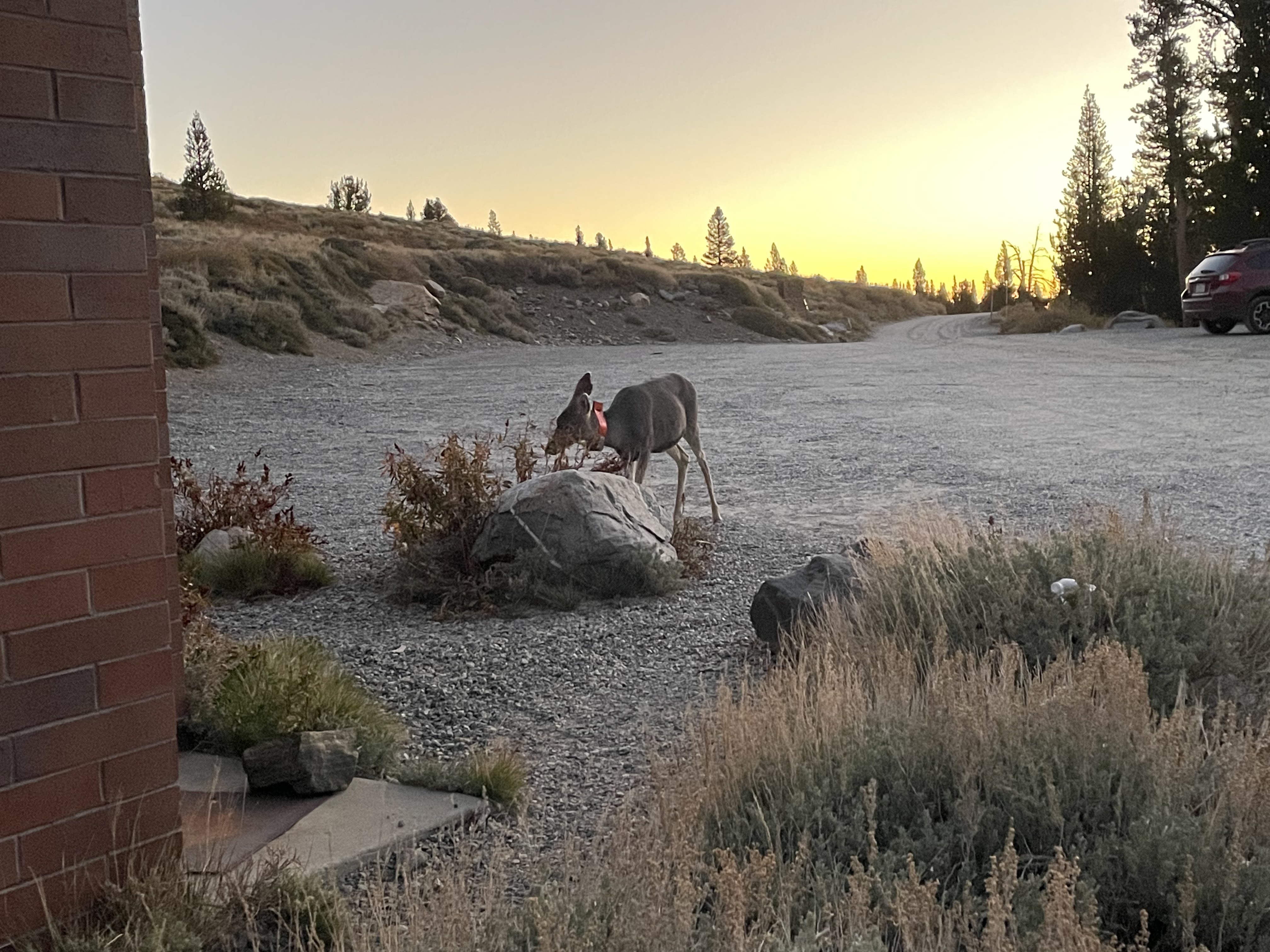 Virginia Lakes Trail